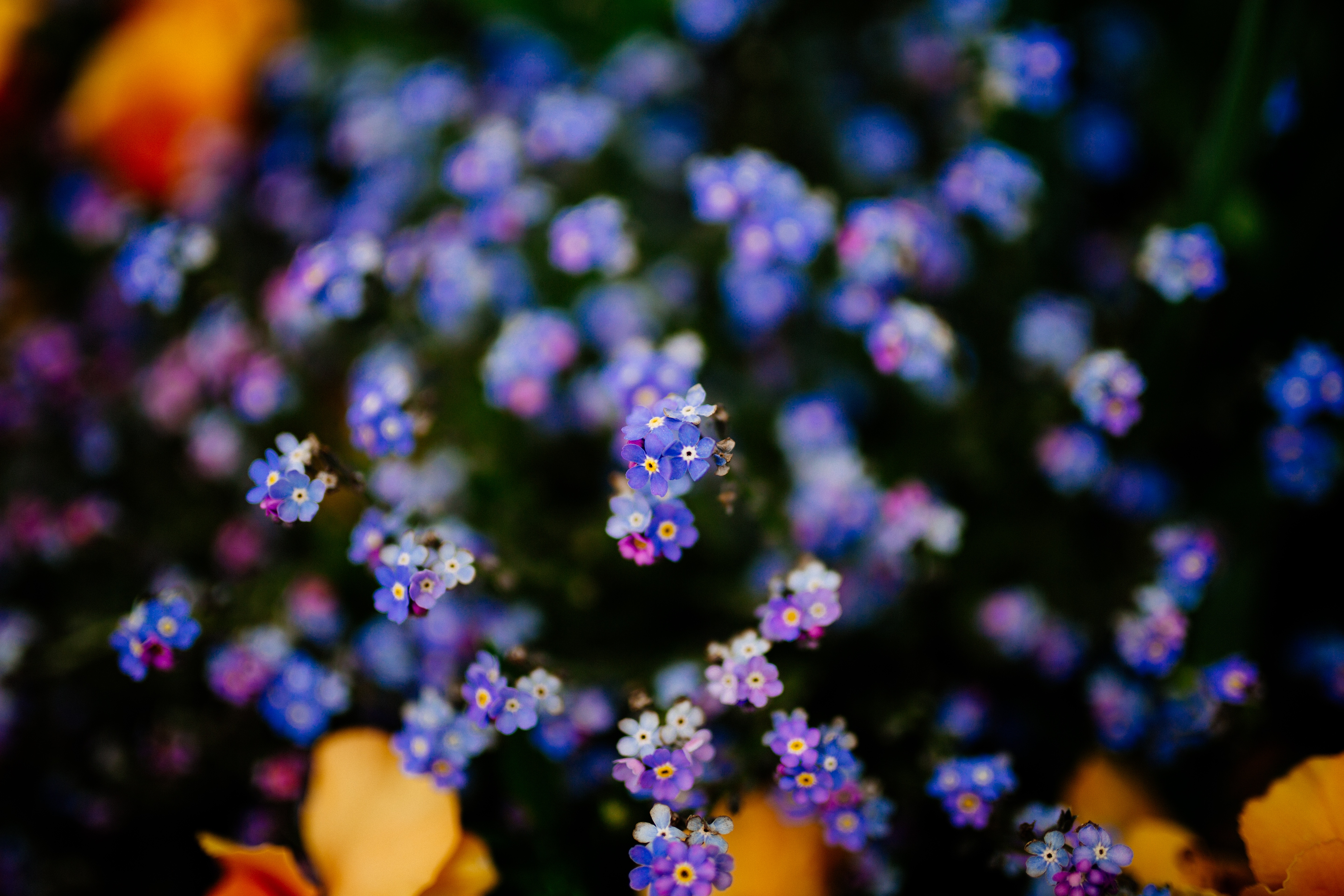 Free download wallpaper Flowers, Plant, Blur, Smooth on your PC desktop