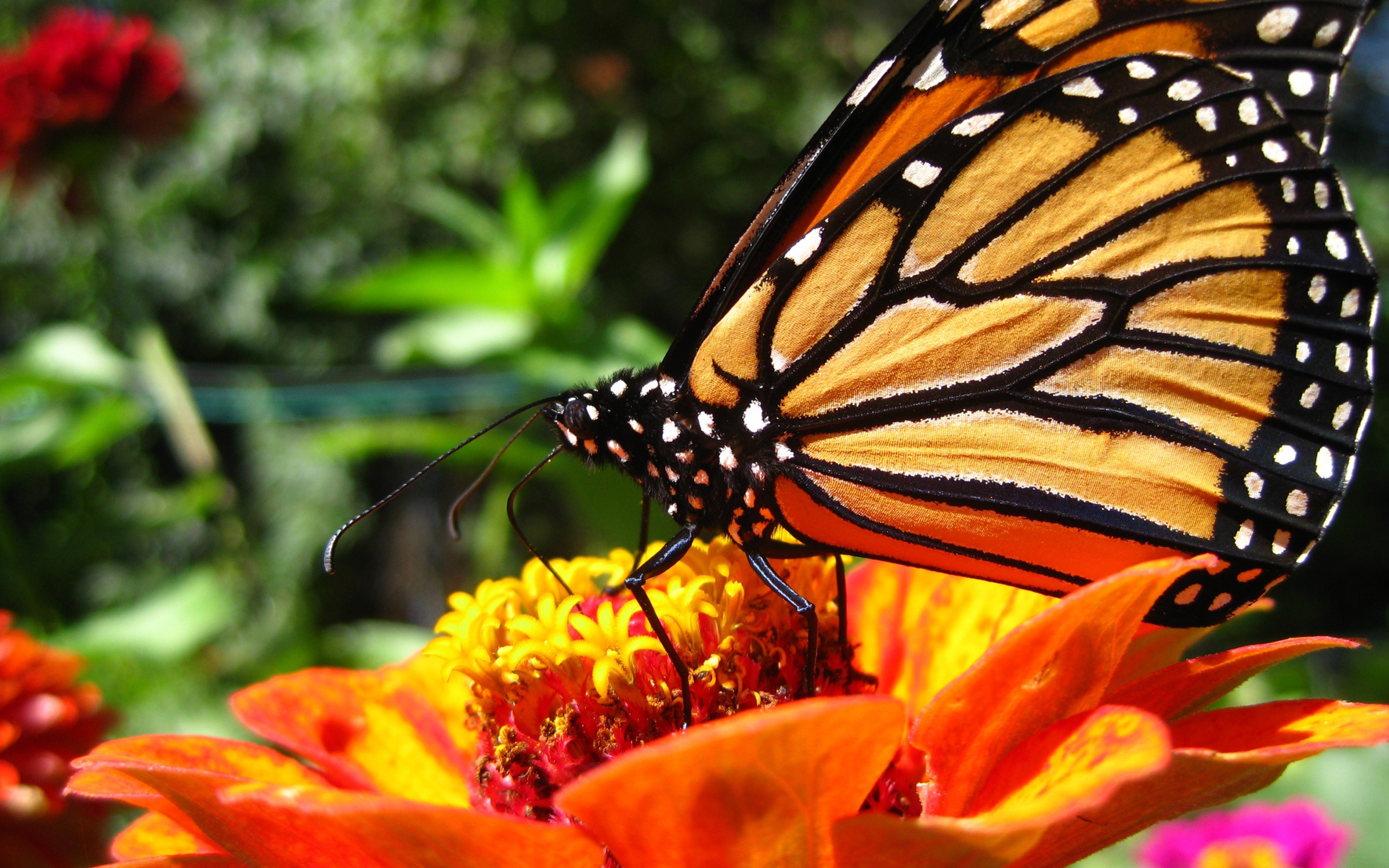 979505 descargar fondo de pantalla mariposa monarca, animales, mariposa, de cerca, vistoso, flor: protectores de pantalla e imágenes gratis