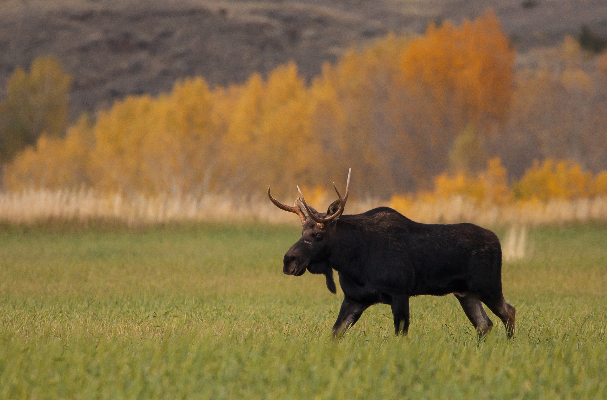 Download mobile wallpaper Grass, Animal, Moose, Depth Of Field for free.