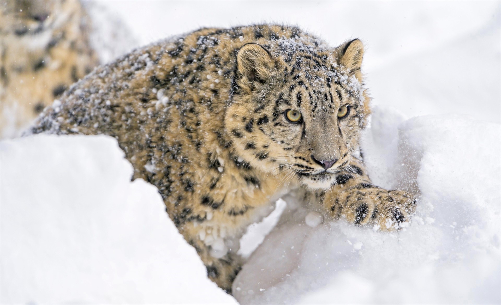 Download mobile wallpaper Winter, Cats, Snow Leopard, Snow, Animal for free.