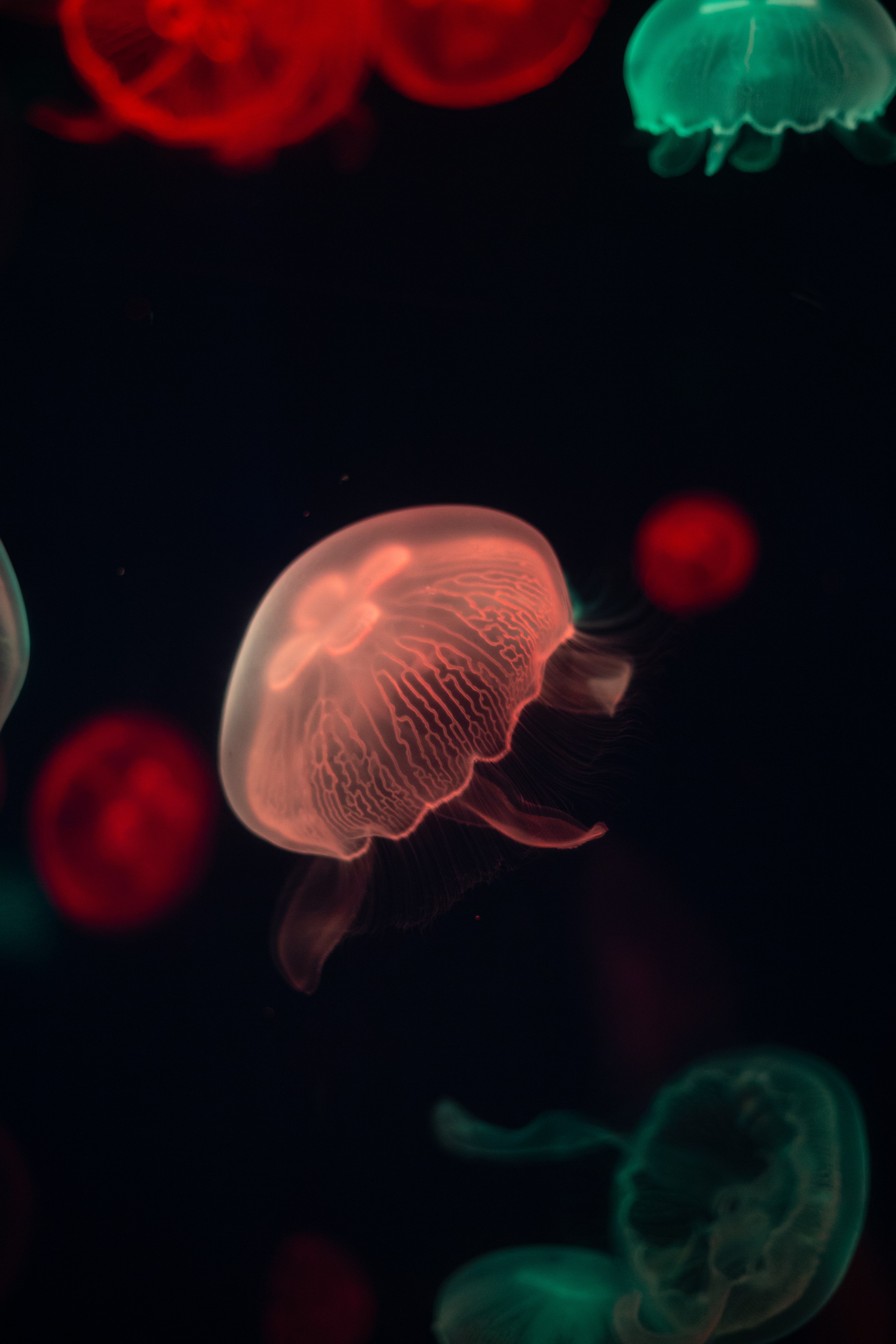 134005 скачать обои медуза, темные, вода, темный, свечение, щупальце - заставки и картинки бесплатно