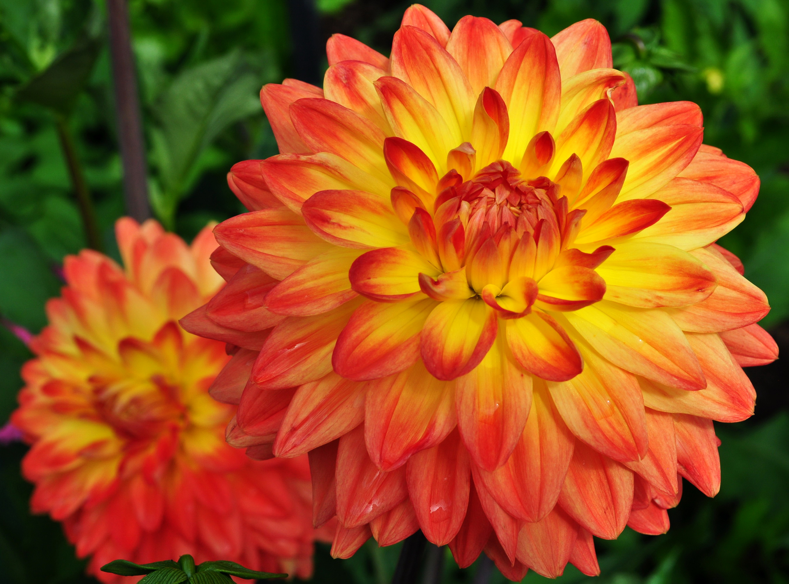 Free download wallpaper Flowers, Flower, Close Up, Earth, Dahlia, Orange Flower on your PC desktop