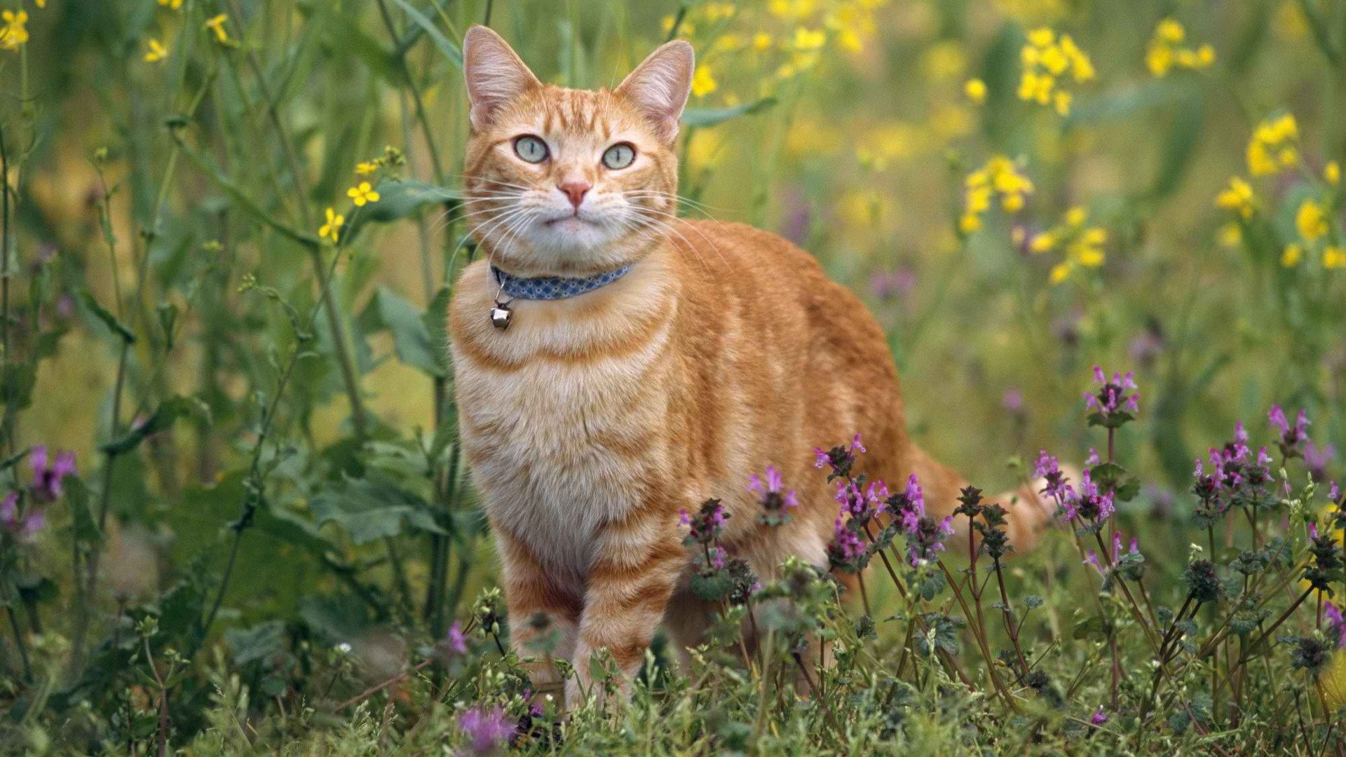 Handy-Wallpaper Tiere, Katzen, Katze kostenlos herunterladen.