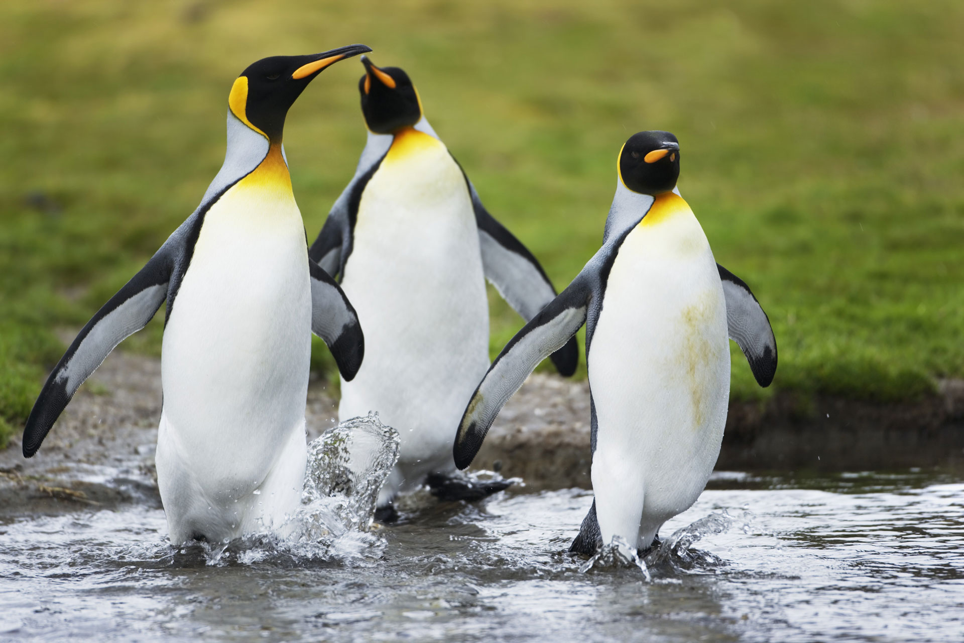 Baixar papel de parede para celular de Animais, Aves, Pinguim gratuito.