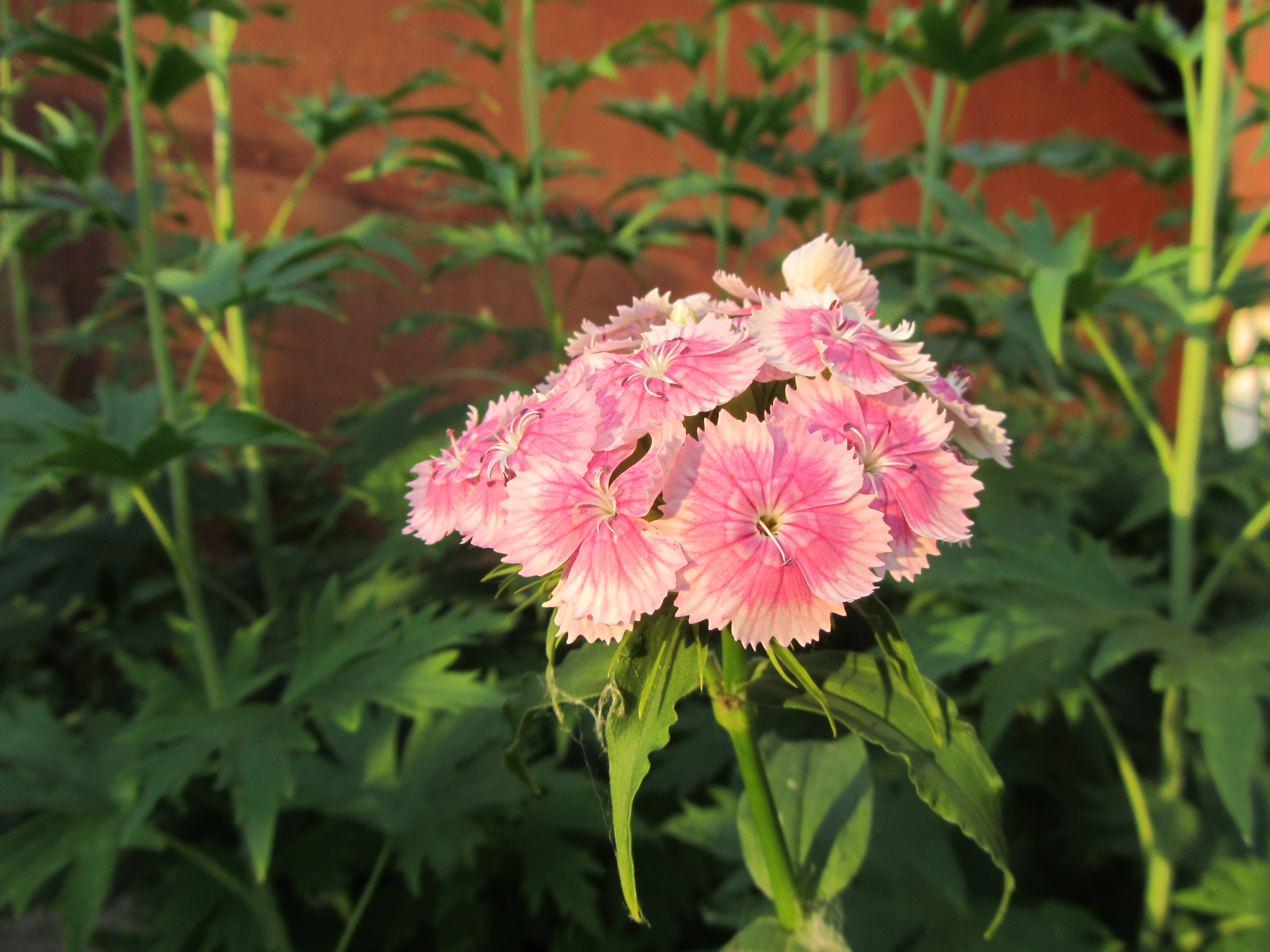 Téléchargez gratuitement l'image Fleurs, Fleur, Terre/nature sur le bureau de votre PC