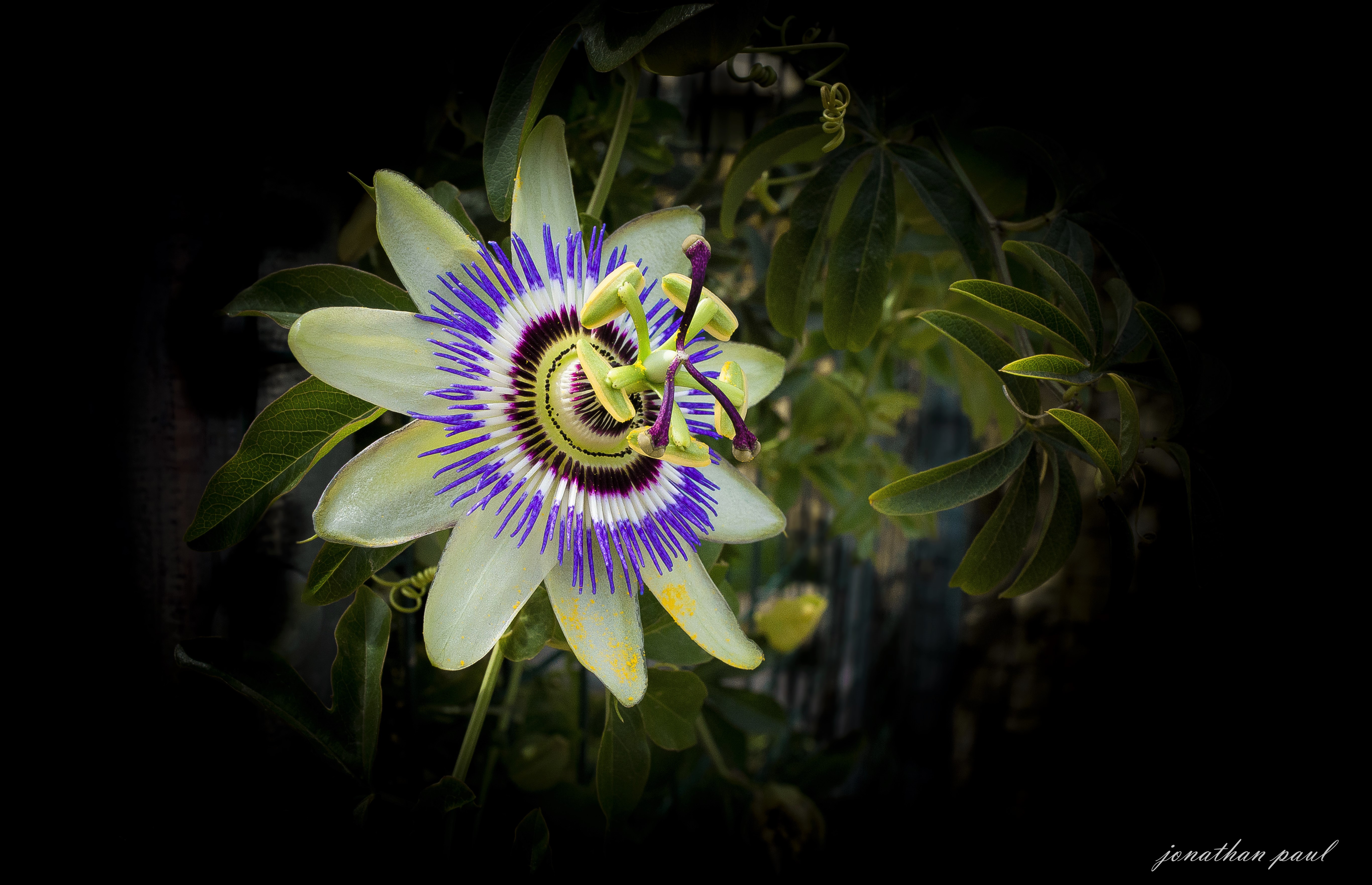 earth, passion flower, flower, nature, flowers