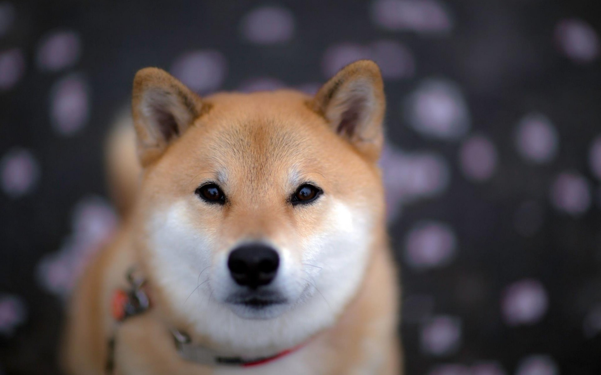 無料モバイル壁紙犬, 動物をダウンロードします。