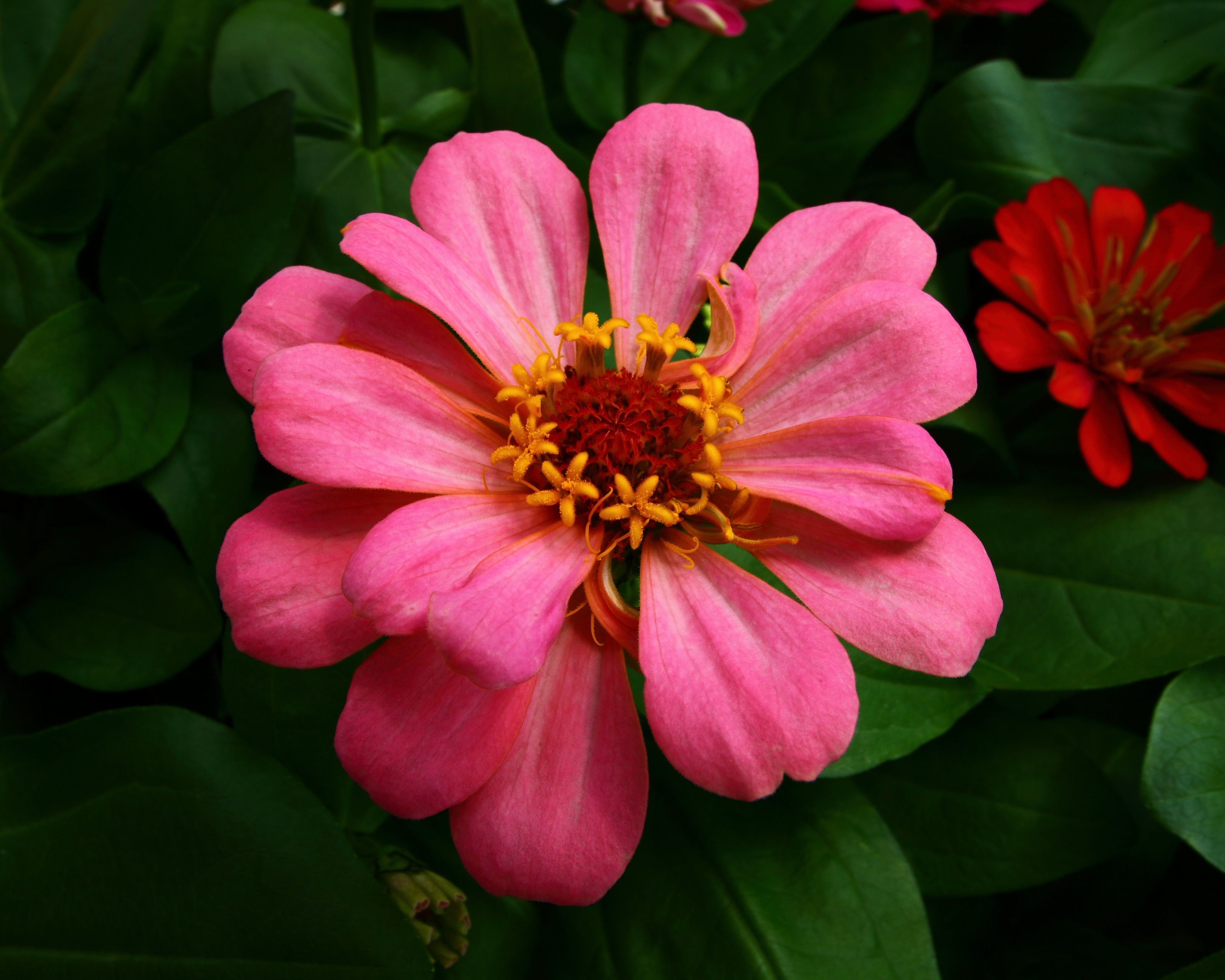 Laden Sie das Blumen, Blume, Erde, Nahansicht, Blütenblatt, Erde/natur, Pinke Blume-Bild kostenlos auf Ihren PC-Desktop herunter