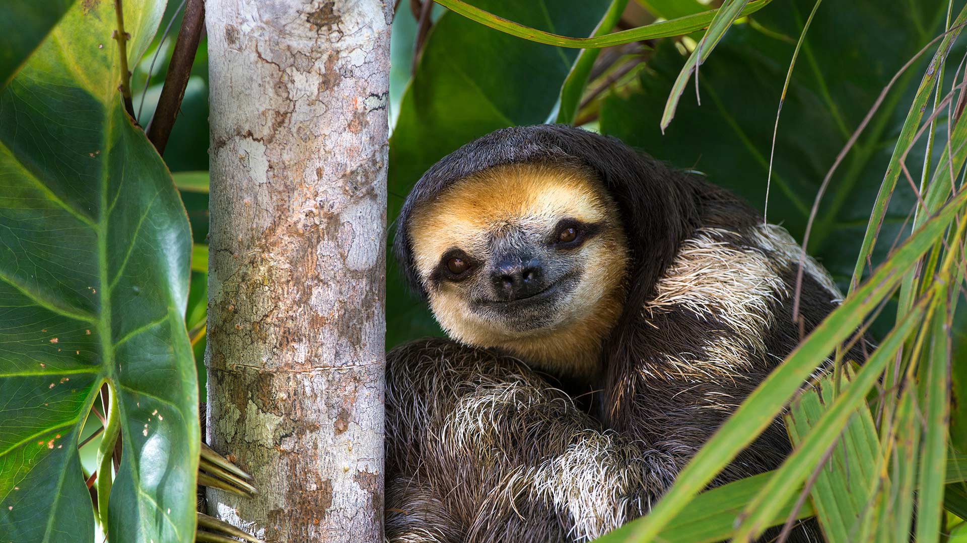 sloth, animal, baby animal