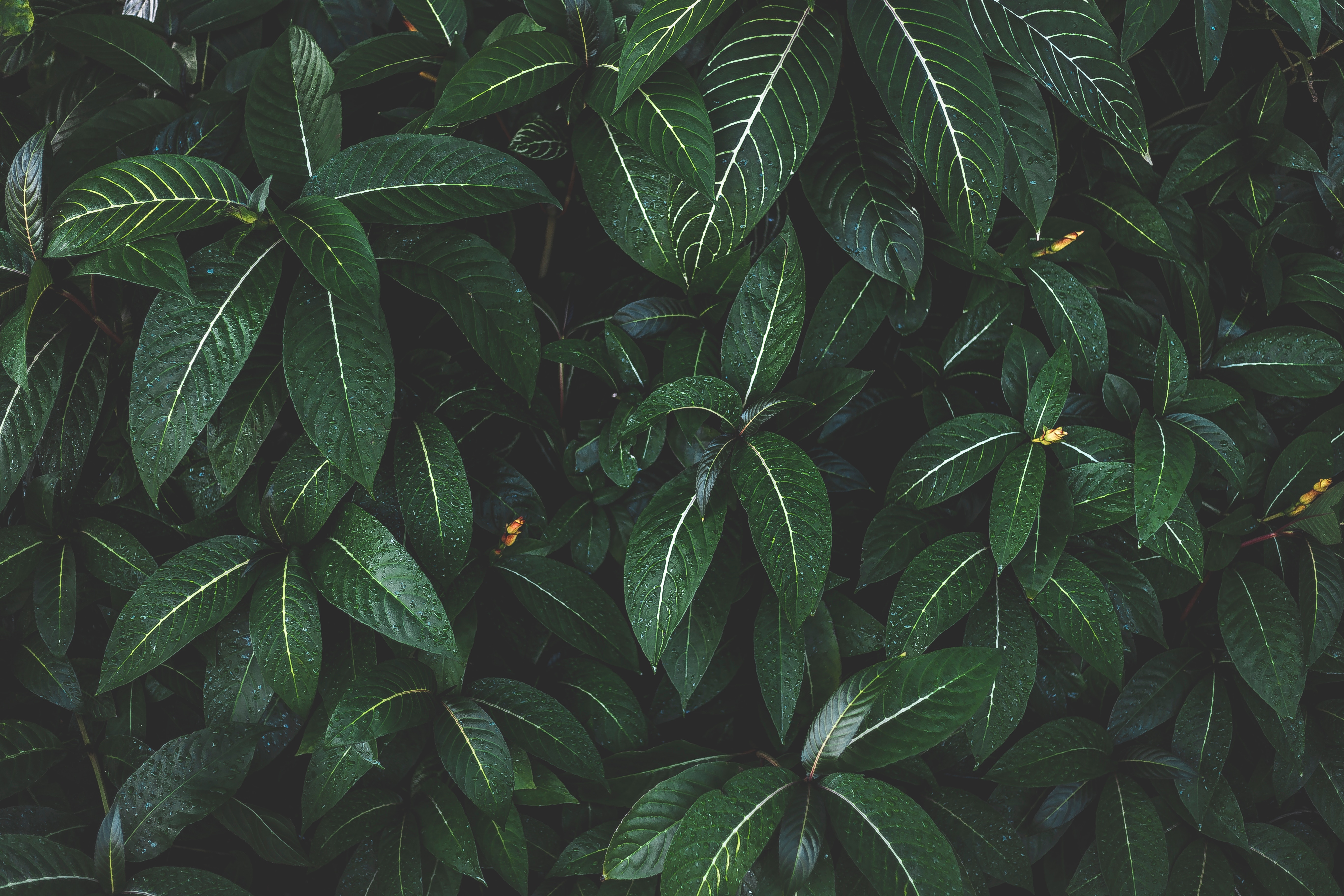 Laden Sie das Natur, Blätter, Bush, Busch, Gestreift, Pflanze-Bild kostenlos auf Ihren PC-Desktop herunter