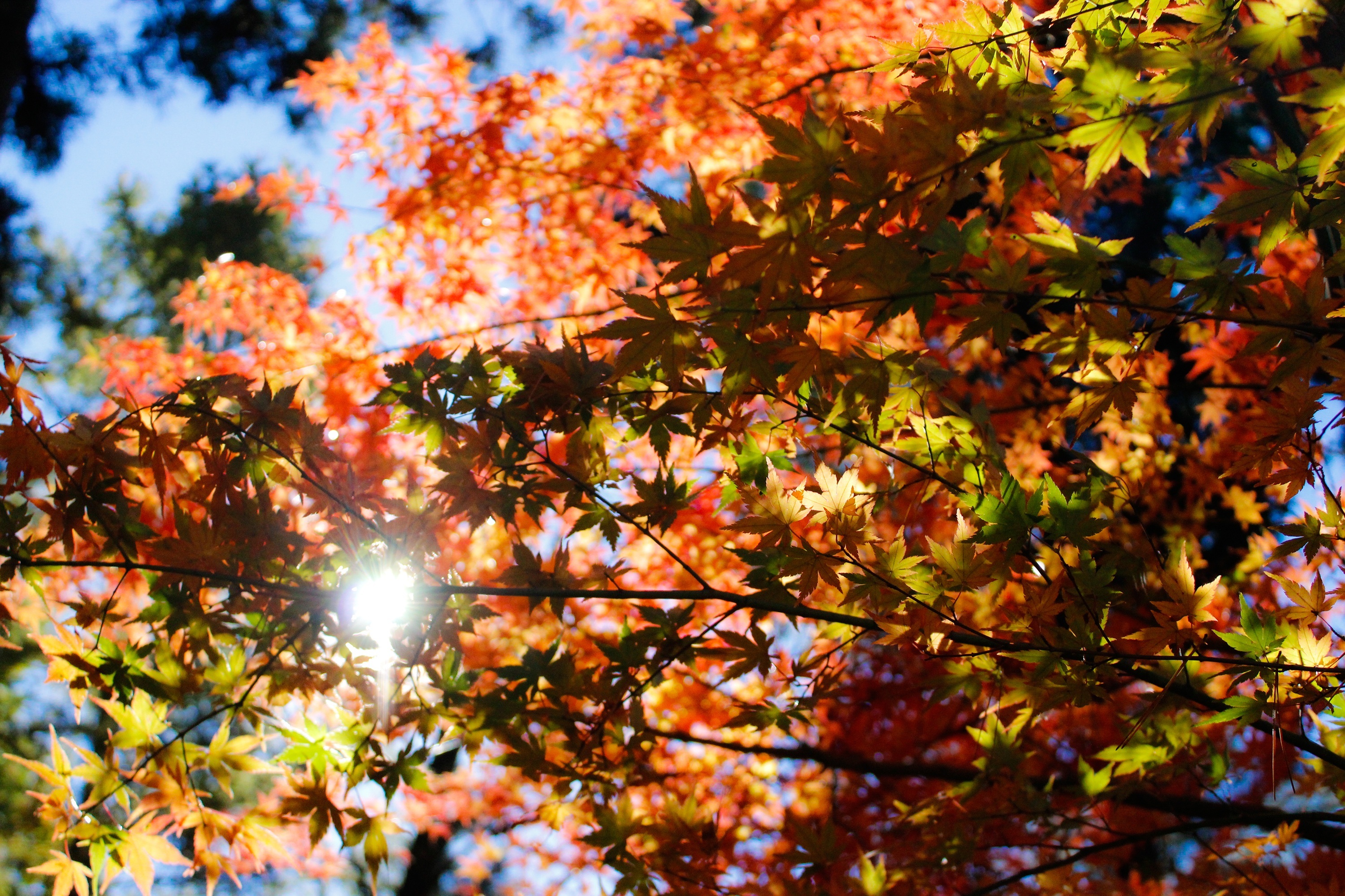 Скачать обои бесплатно Листва, Природа, Деревья, Солнечный Свет, Осень картинка на рабочий стол ПК
