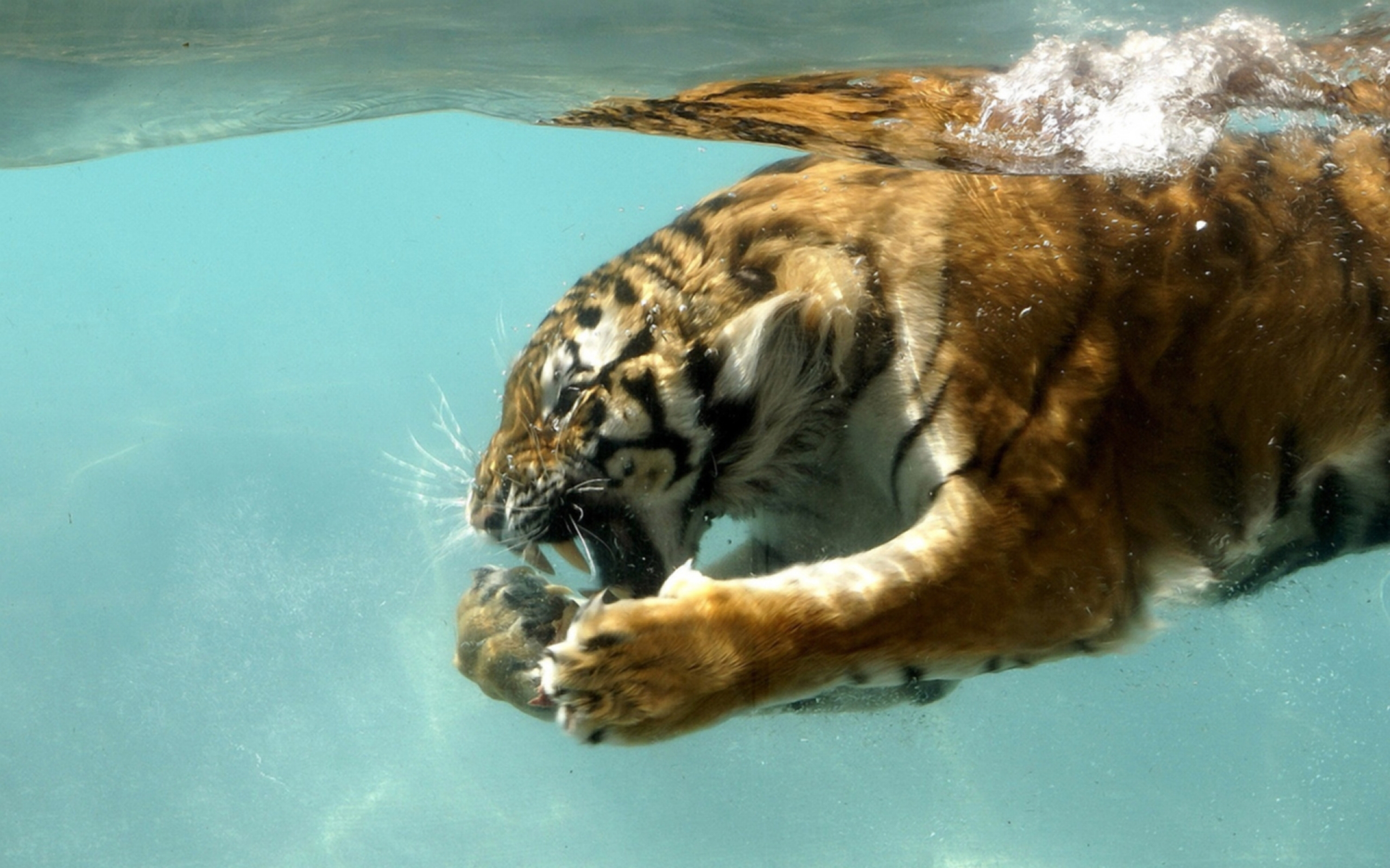 Baixar papel de parede para celular de Animais, Gatos, Tigre gratuito.