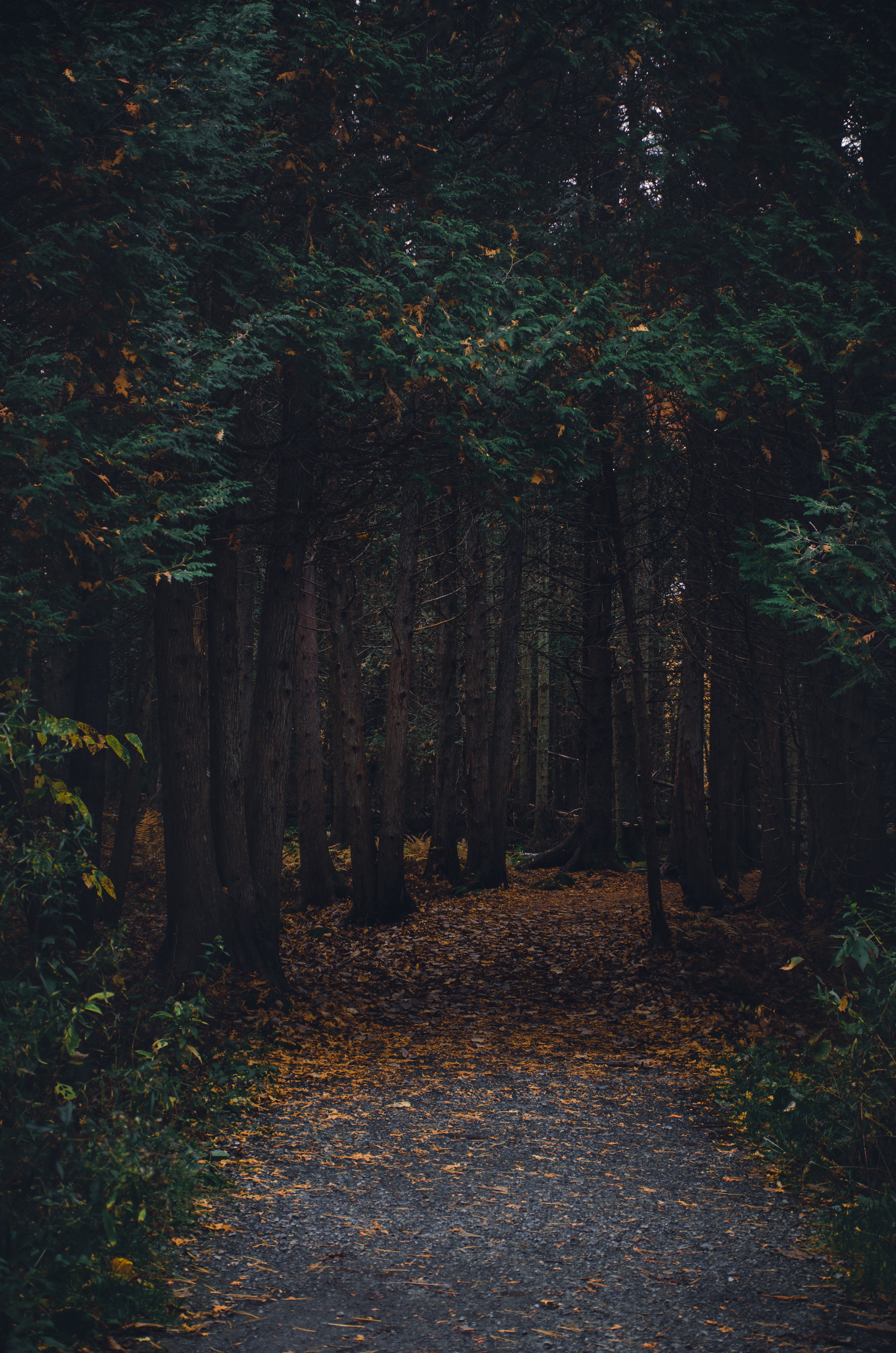 forest, autumn, nature, trees, path, stroll UHD