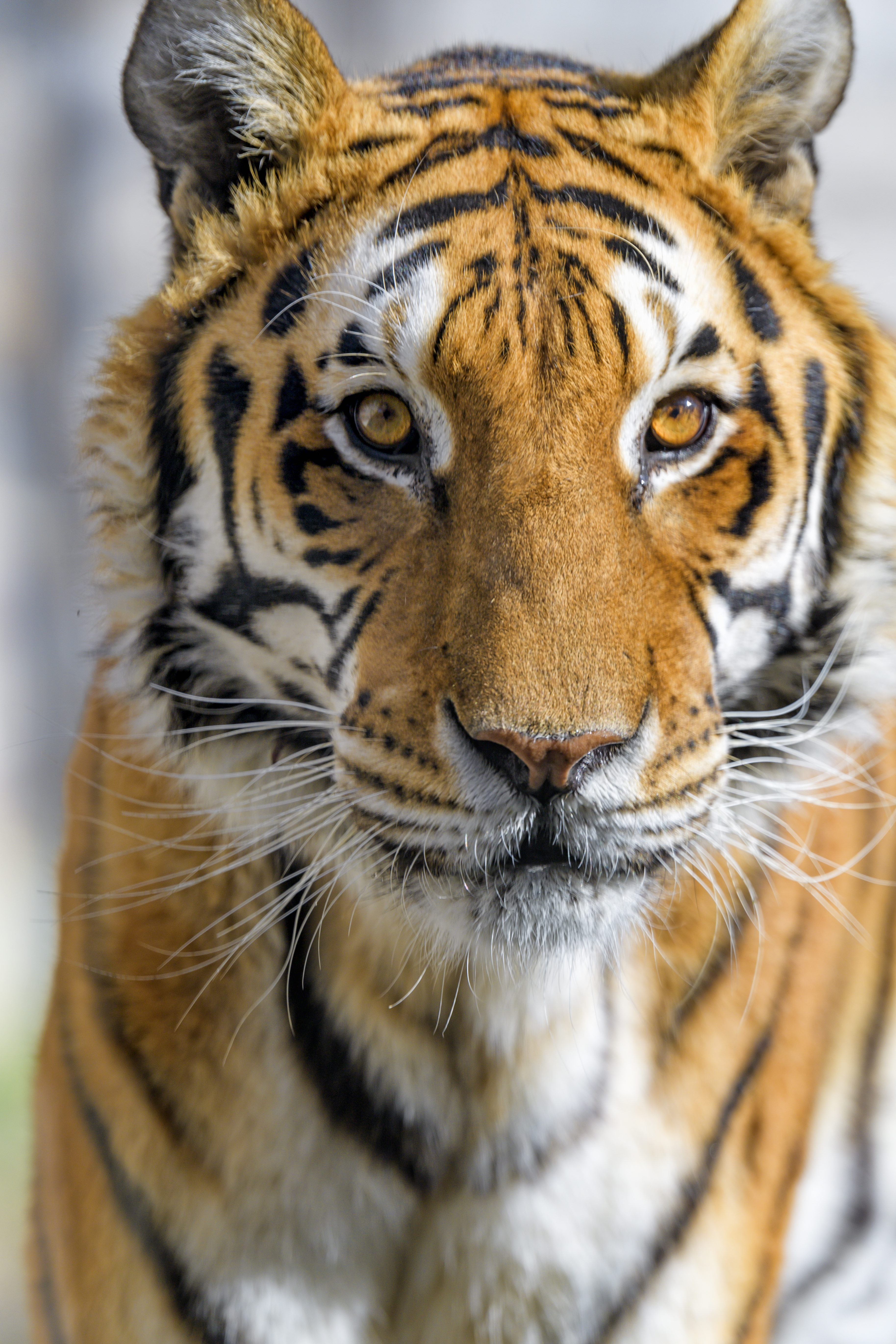 Download mobile wallpaper Sight, Opinion, Animals, Predator, Animal, Tiger for free.