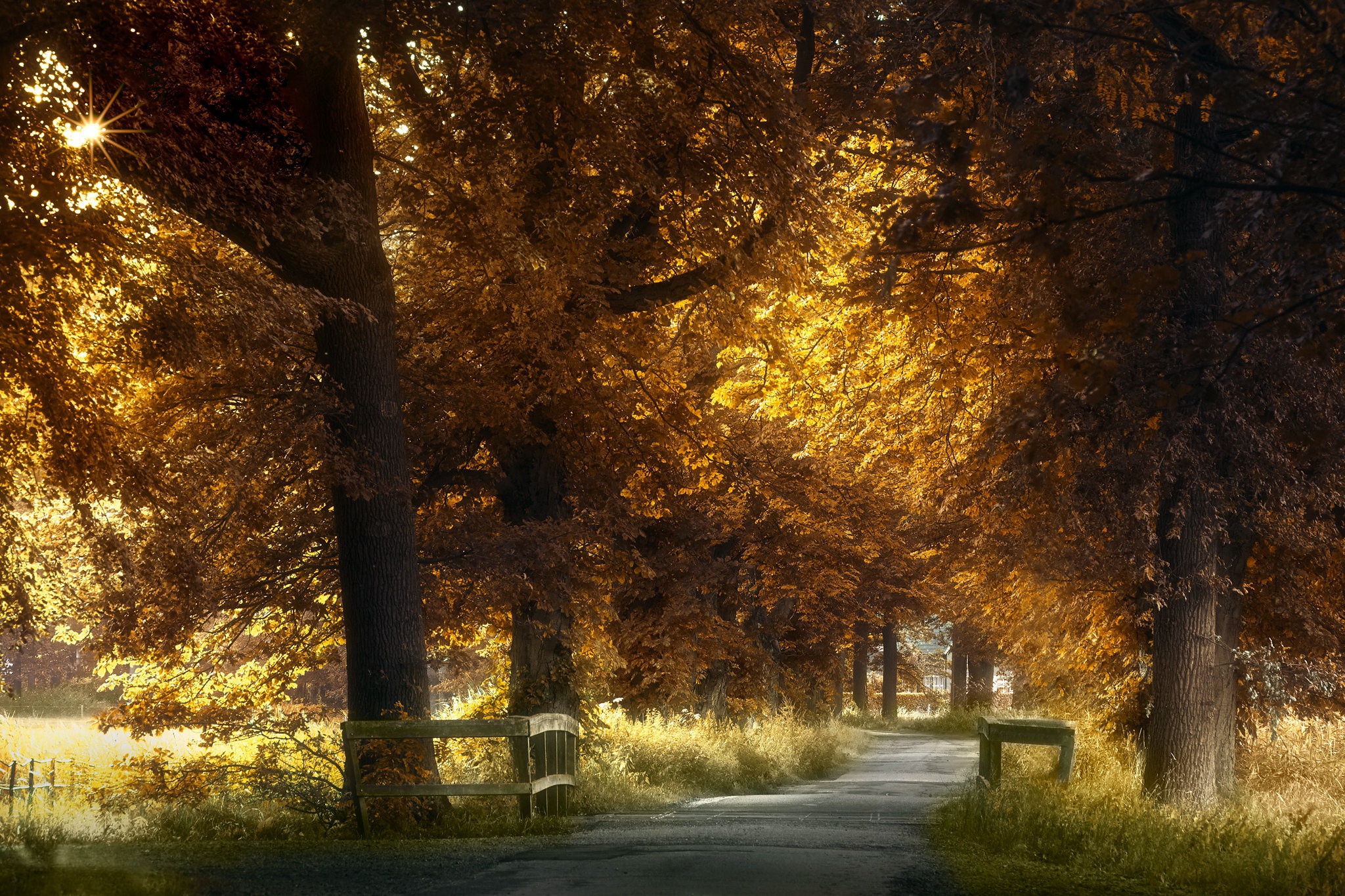 Handy-Wallpaper Natur, Herbst, Park, Fotografie kostenlos herunterladen.