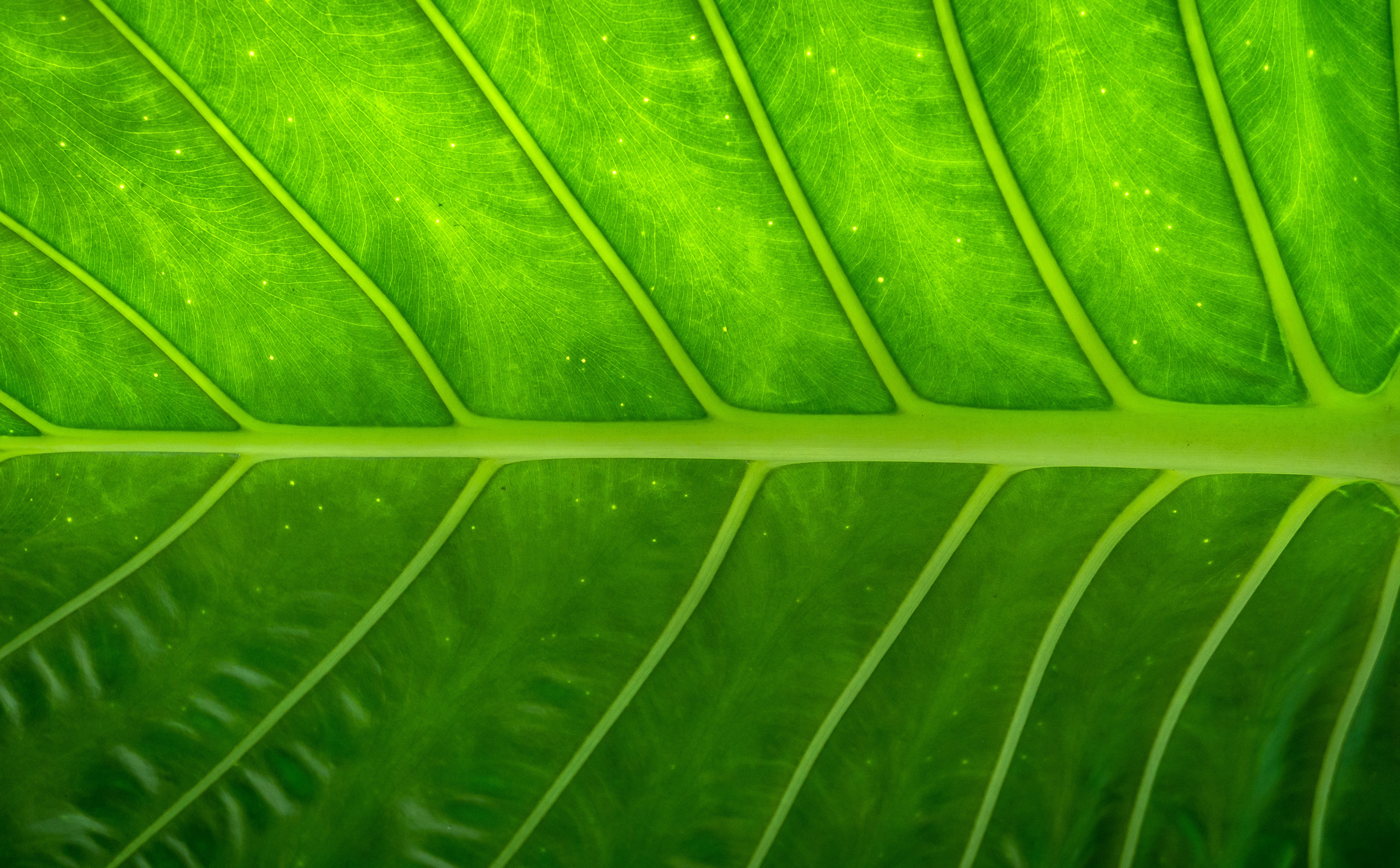 Free download wallpaper Macro, Leaf, Earth on your PC desktop