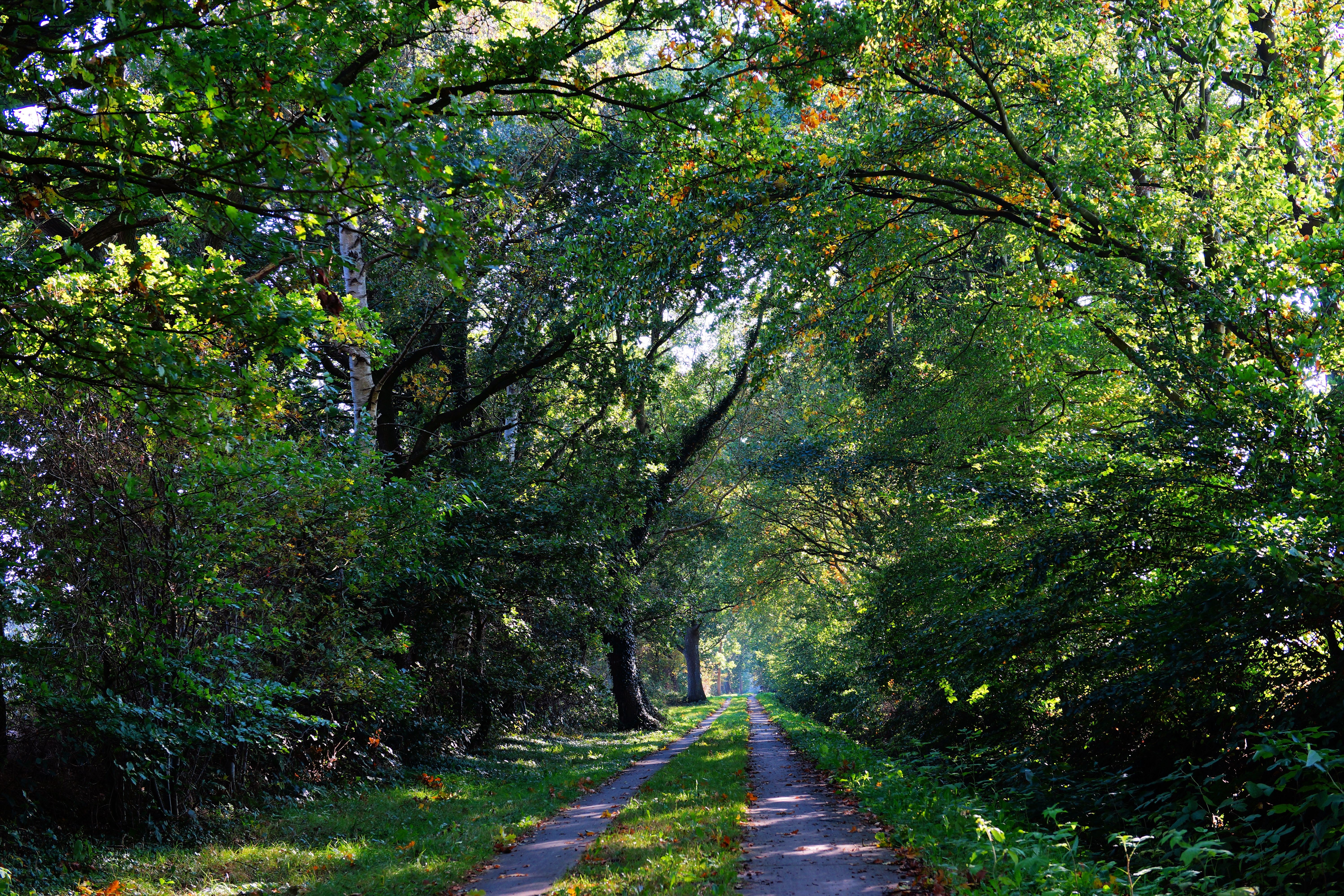Free download wallpaper Trees, Path, Trail, Nature, Forest on your PC desktop