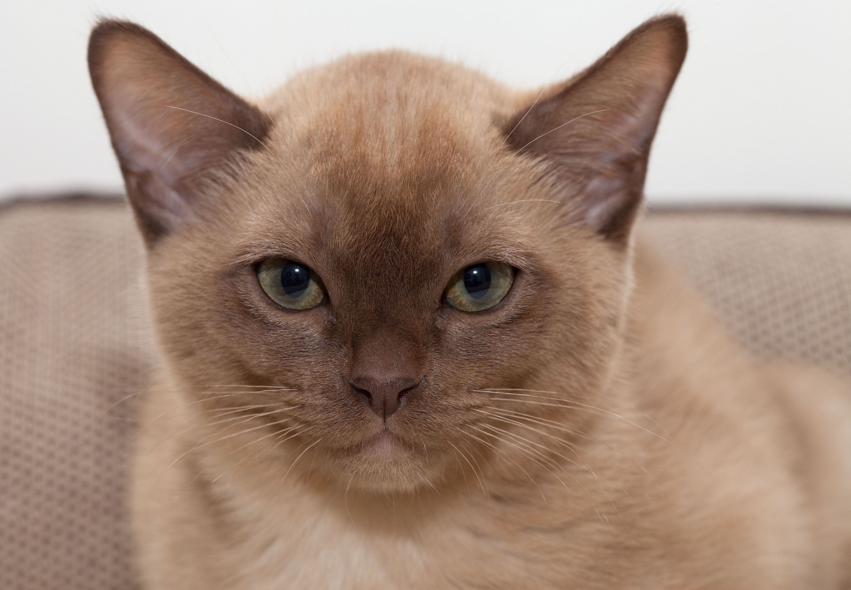 Завантажити шпалери Бурманська Кішка на телефон безкоштовно