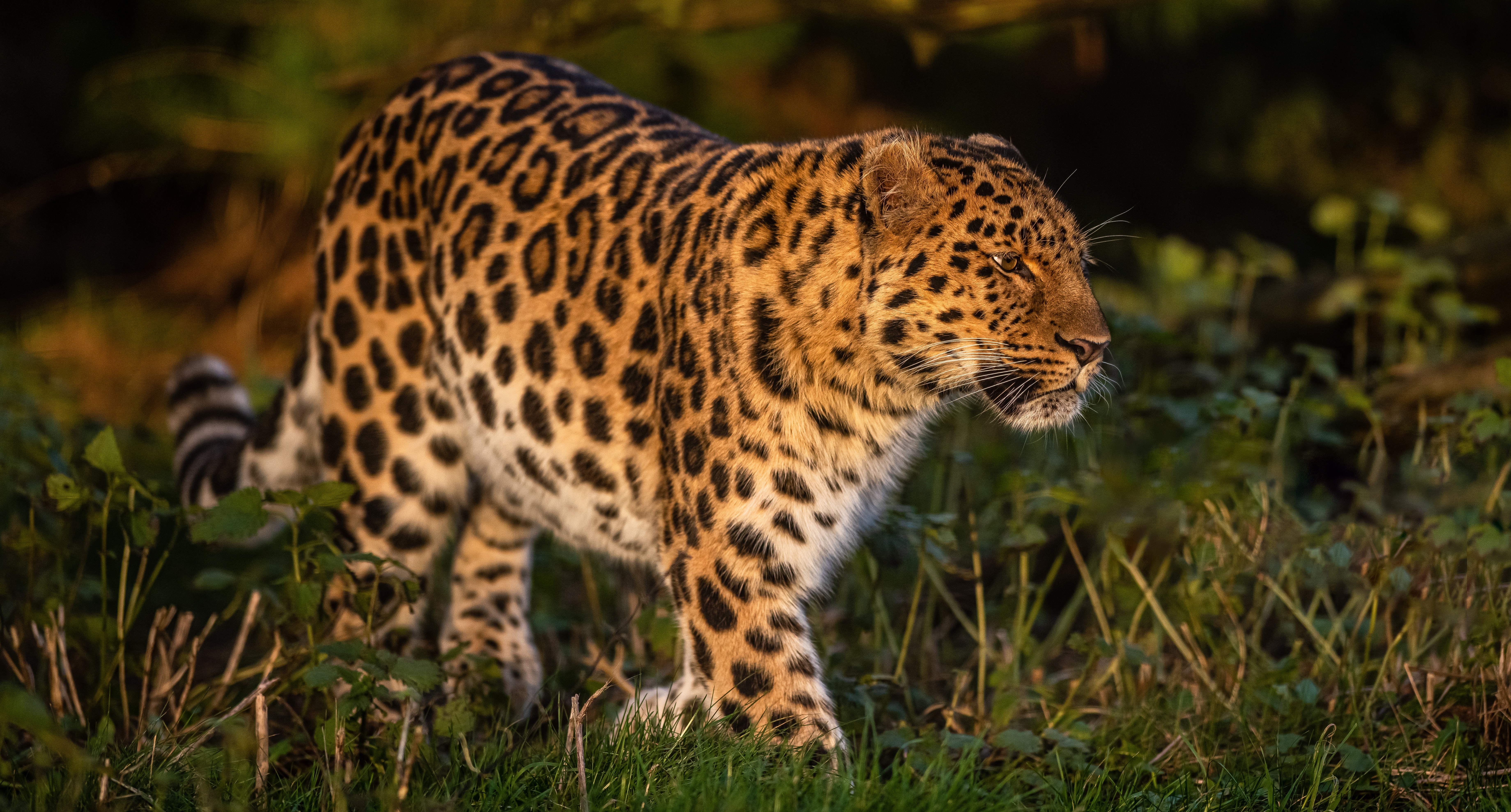 Descarga gratuita de fondo de pantalla para móvil de Animales, Gatos, Leopardo.