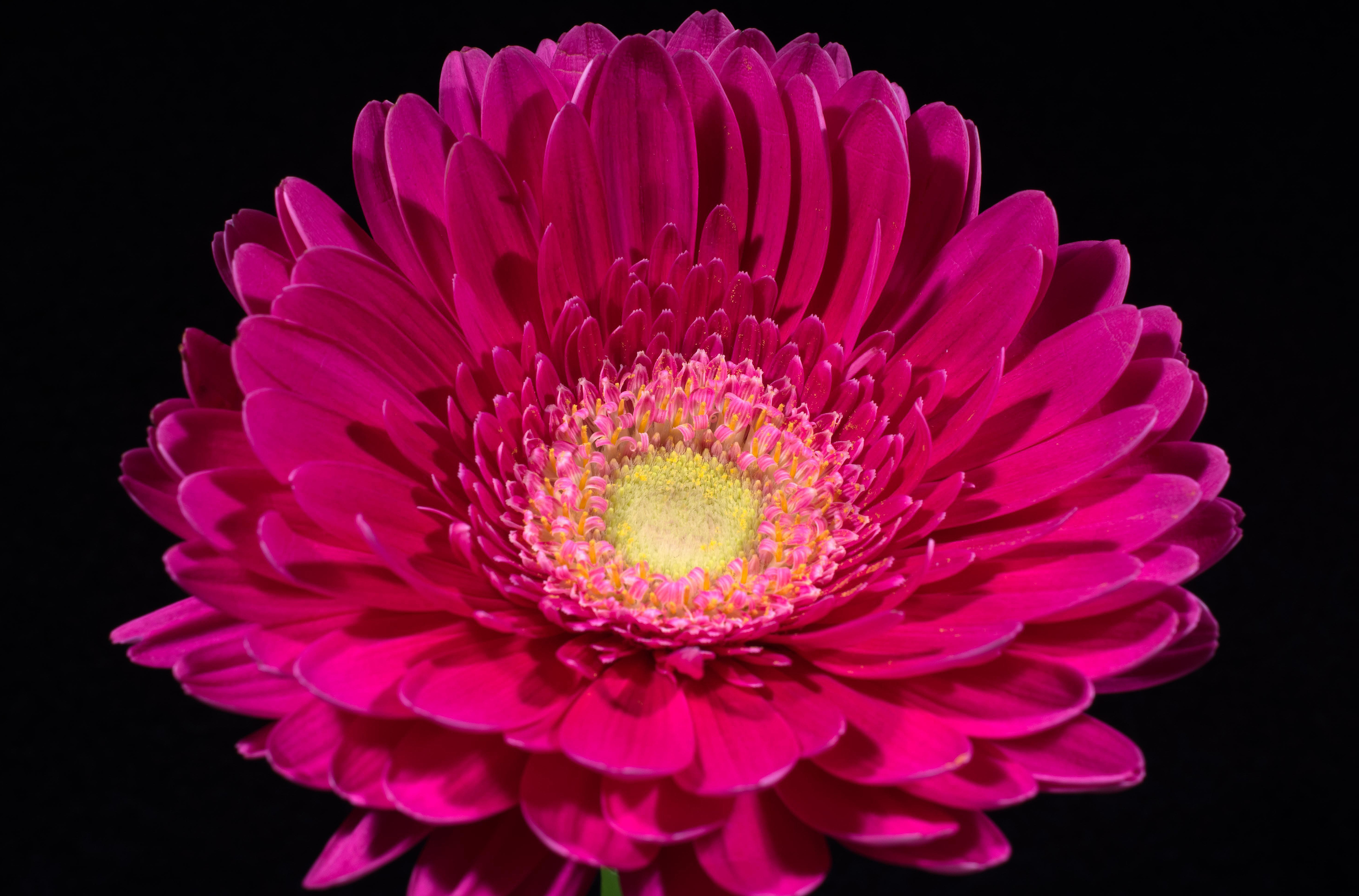 Laden Sie das Blumen, Gerbera, Blume, Erde/natur, Pinke Blume-Bild kostenlos auf Ihren PC-Desktop herunter