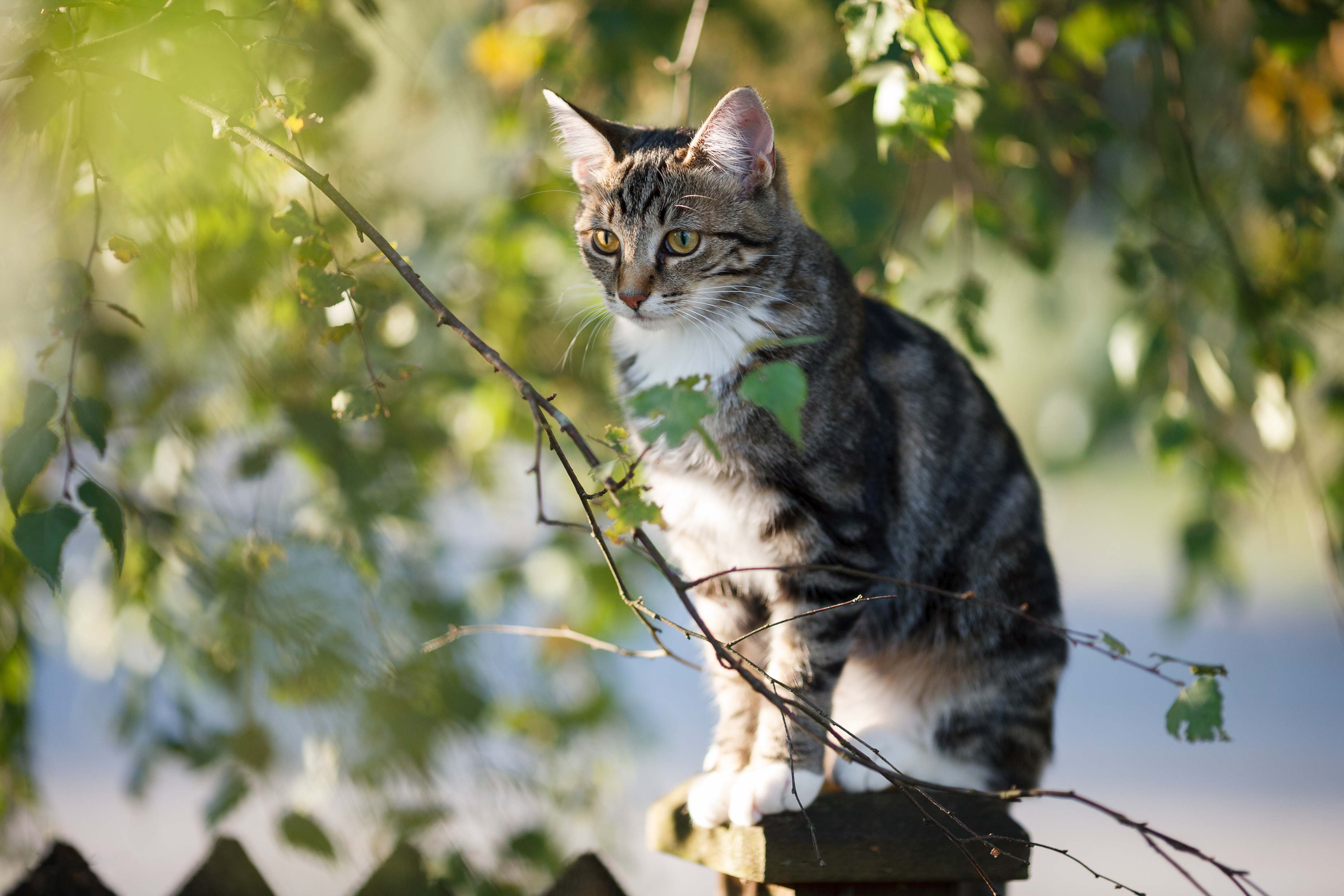 Descarga gratuita de fondo de pantalla para móvil de Animales, Gatos, Gato.