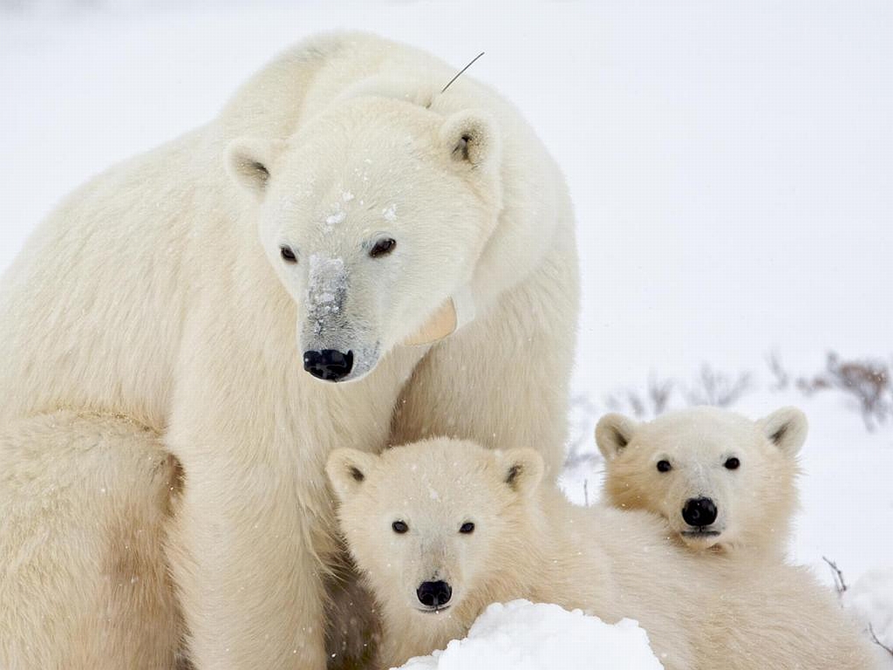 Handy-Wallpaper Tiere, Eisbär kostenlos herunterladen.