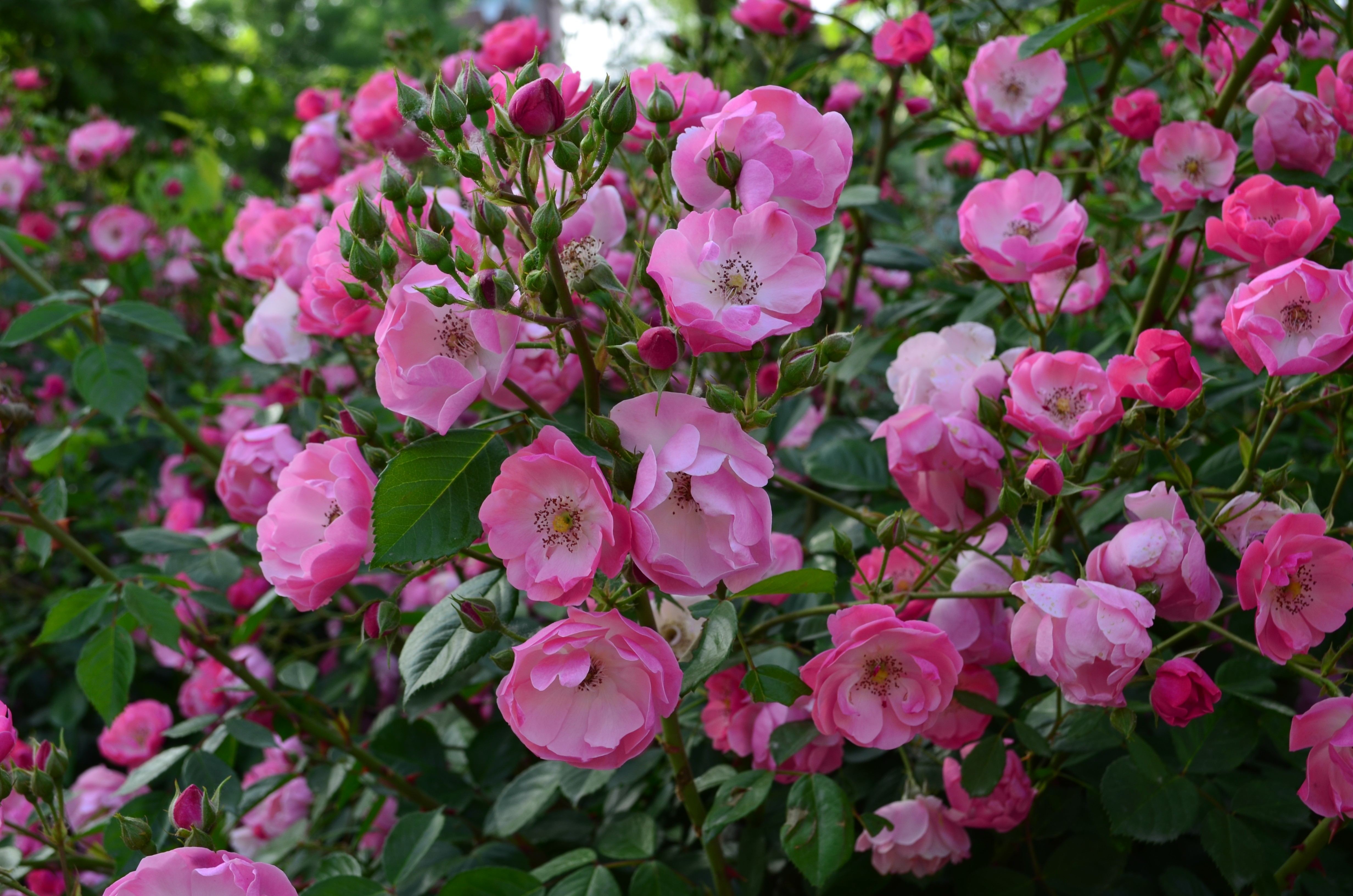 Download mobile wallpaper Flowers, Flower, Earth, Pink Flower, Rose Bush for free.