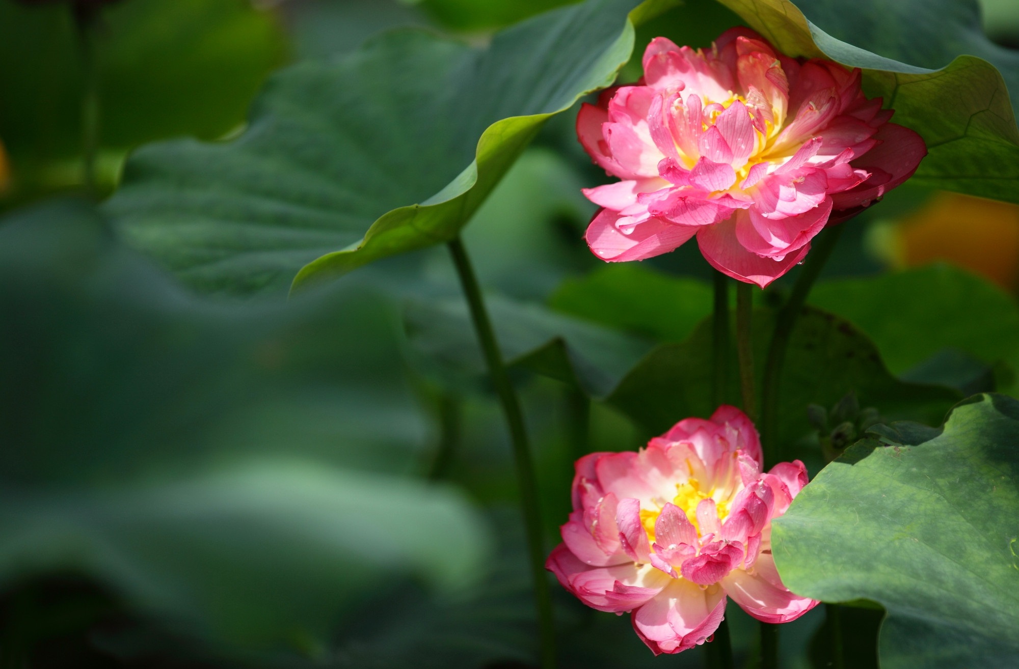 Téléchargez des papiers peints mobile Fleurs, Lotus, Terre/nature gratuitement.