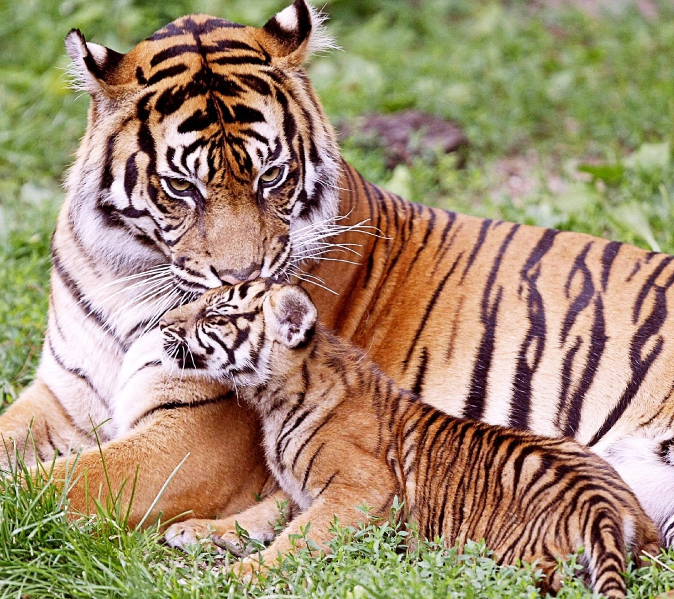 Téléchargez des papiers peints mobile Animaux, Chats, Tigre gratuitement.