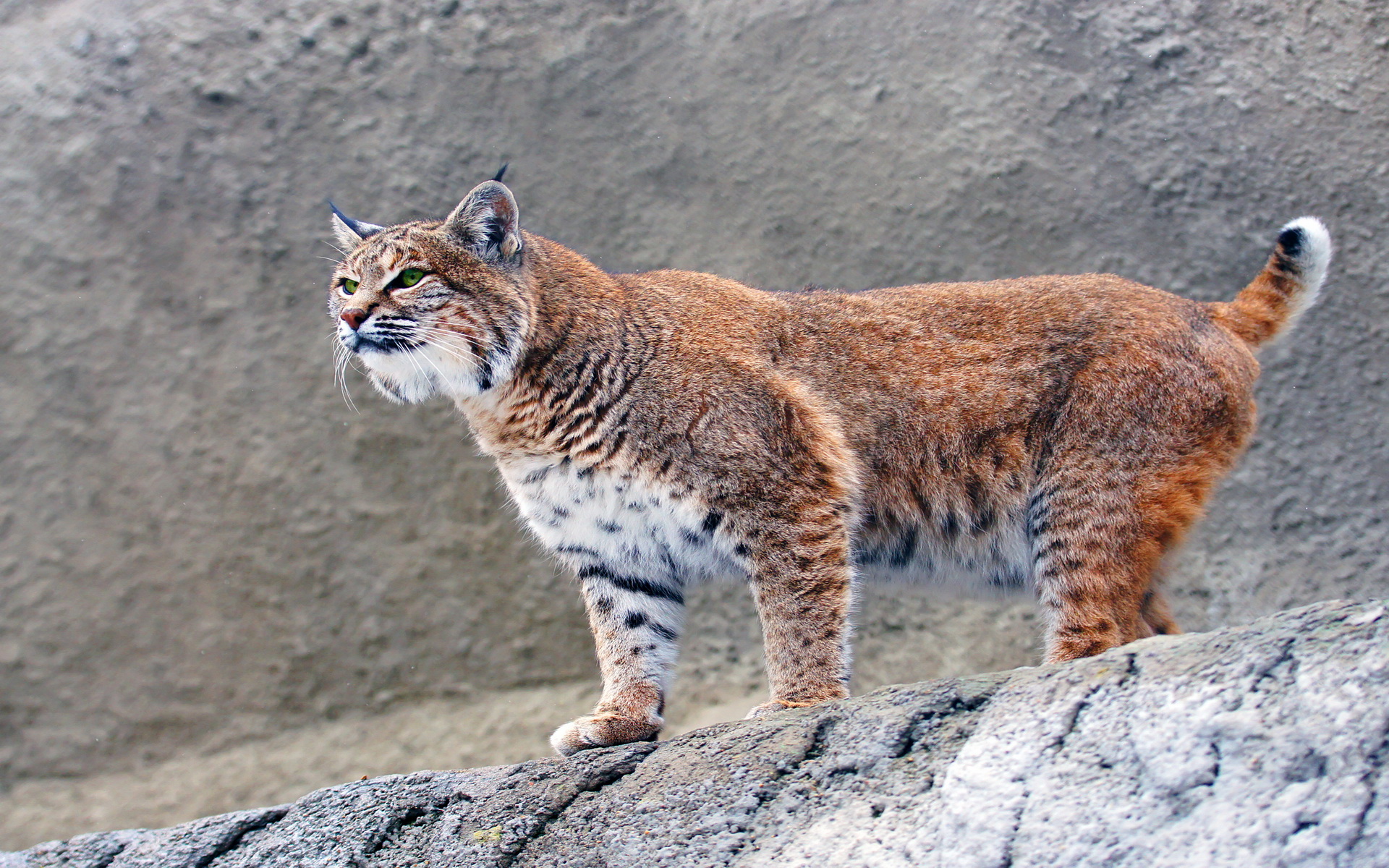 Téléchargez gratuitement l'image Animaux, Lynx sur le bureau de votre PC