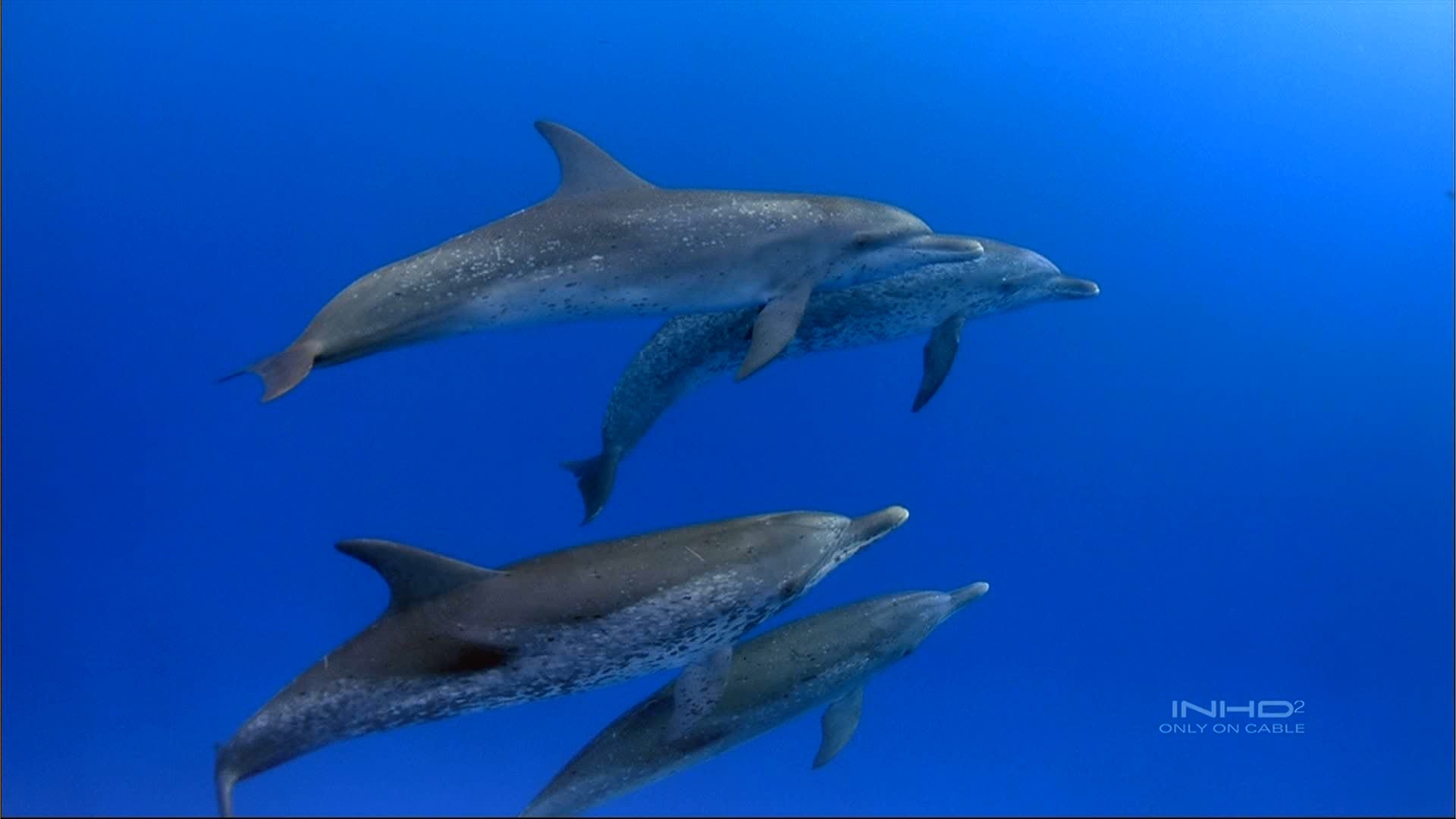 Descarga gratuita de fondo de pantalla para móvil de Delfines, Animales, Mar, Peces.