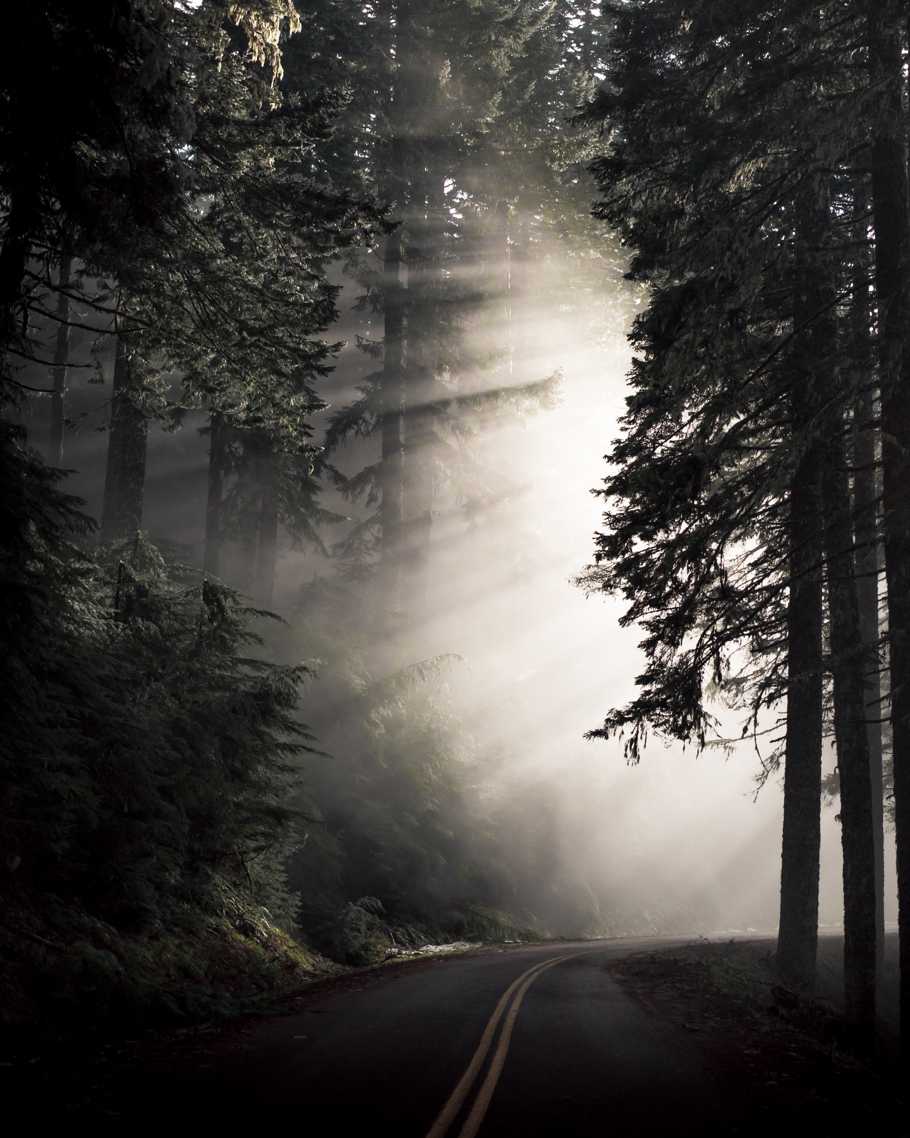 Free download wallpaper Fog, Nature, Trees, Road, Turn, Dark on your PC desktop
