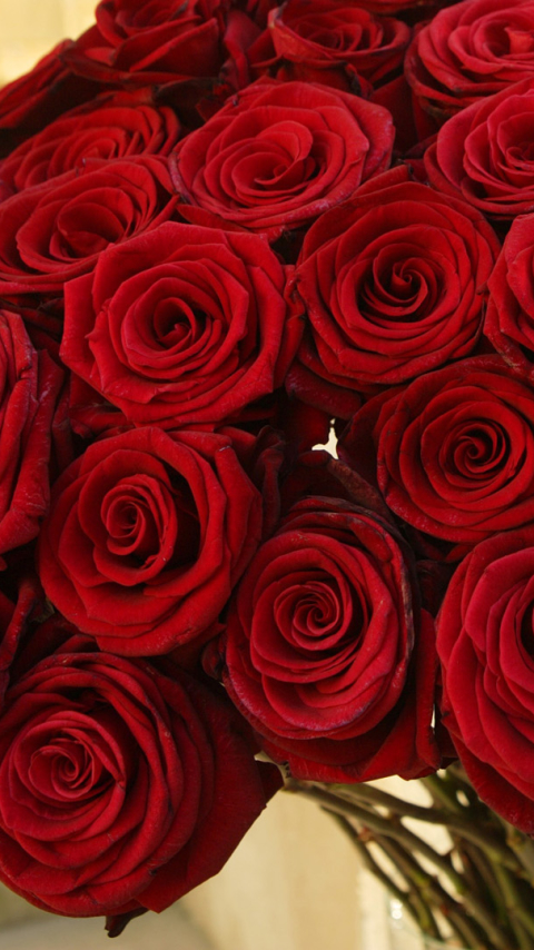 Скачати мобільні шпалери Квітка, Роза, Земля, Червона Троянда, Флауерзи безкоштовно.