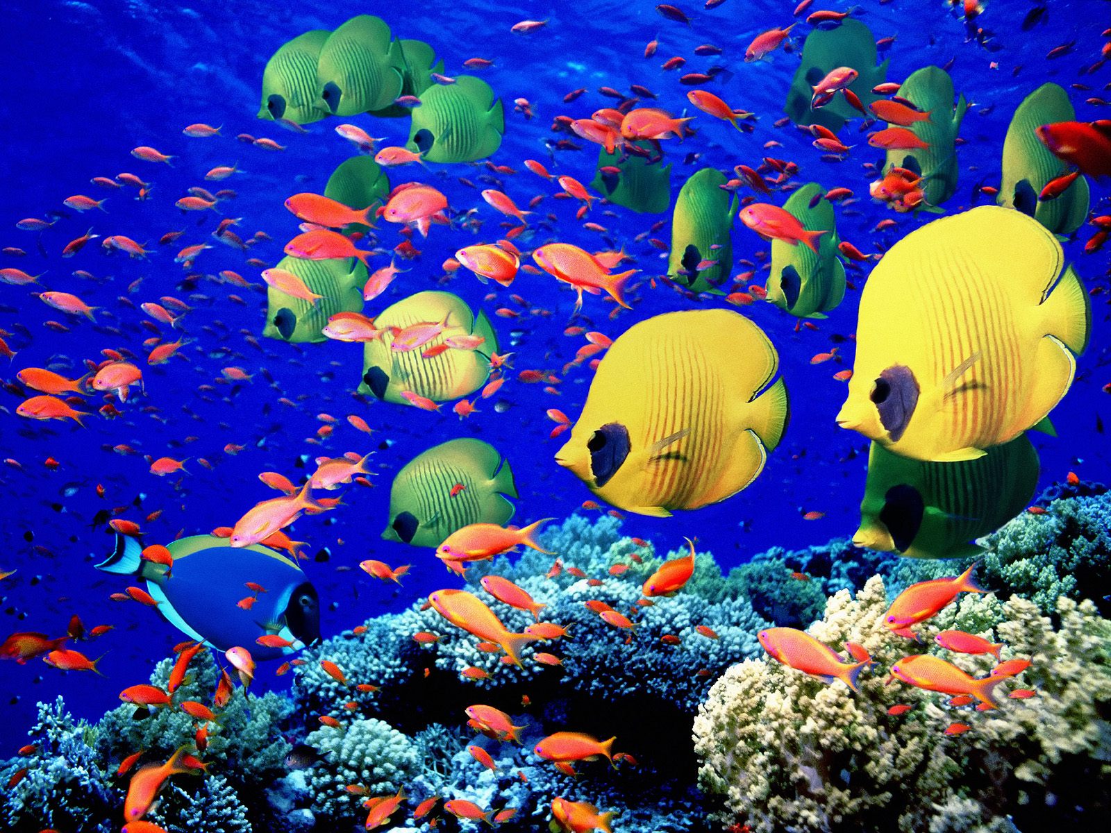 178375 Bild herunterladen koralle, tiere, fisch, falterfische, fische - Hintergrundbilder und Bildschirmschoner kostenlos