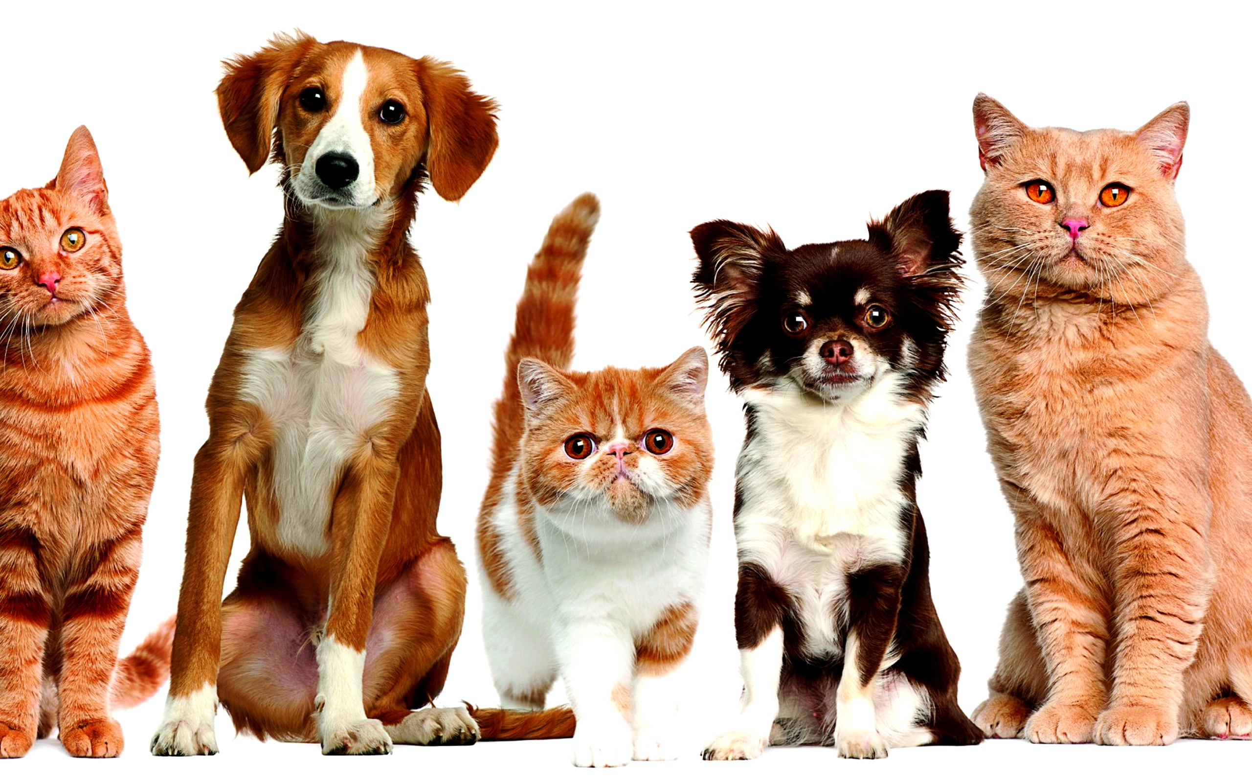 Handy-Wallpaper Tiere, Katze, Hund, Süß, Katz & Hund kostenlos herunterladen.