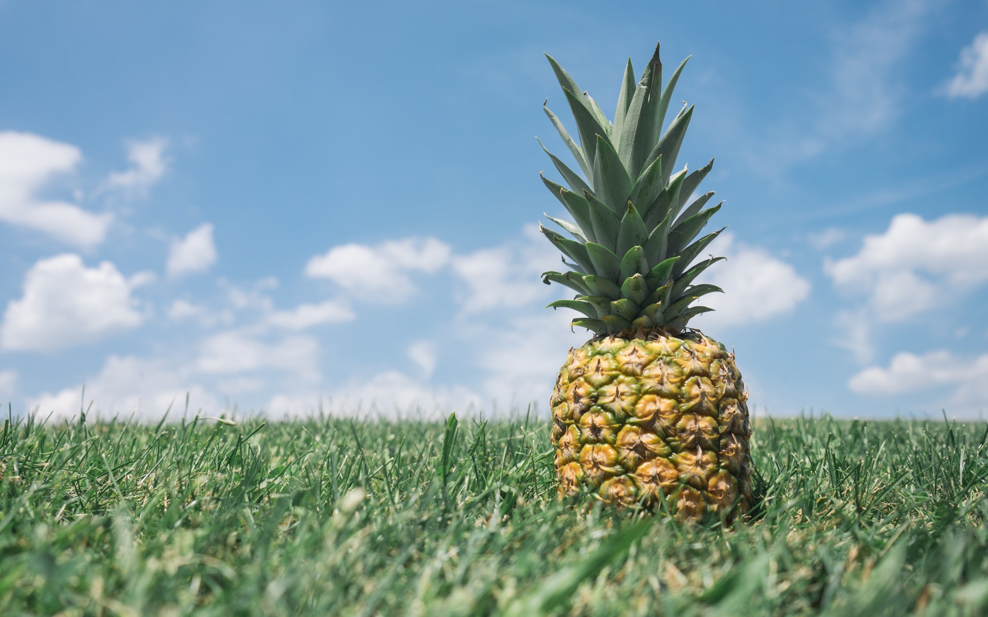 Laden Sie das Ananas, Gras, Nahrungsmittel-Bild kostenlos auf Ihren PC-Desktop herunter