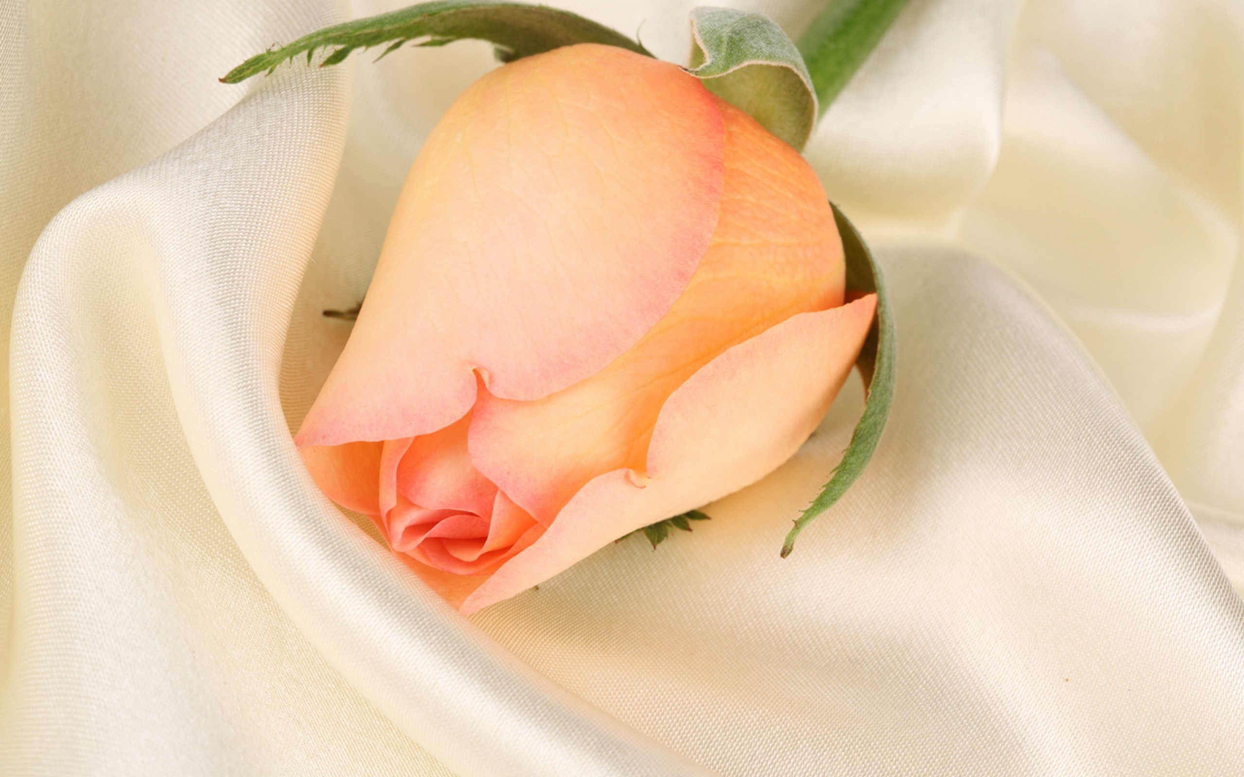 Free download wallpaper Plants, Flowers, Roses on your PC desktop