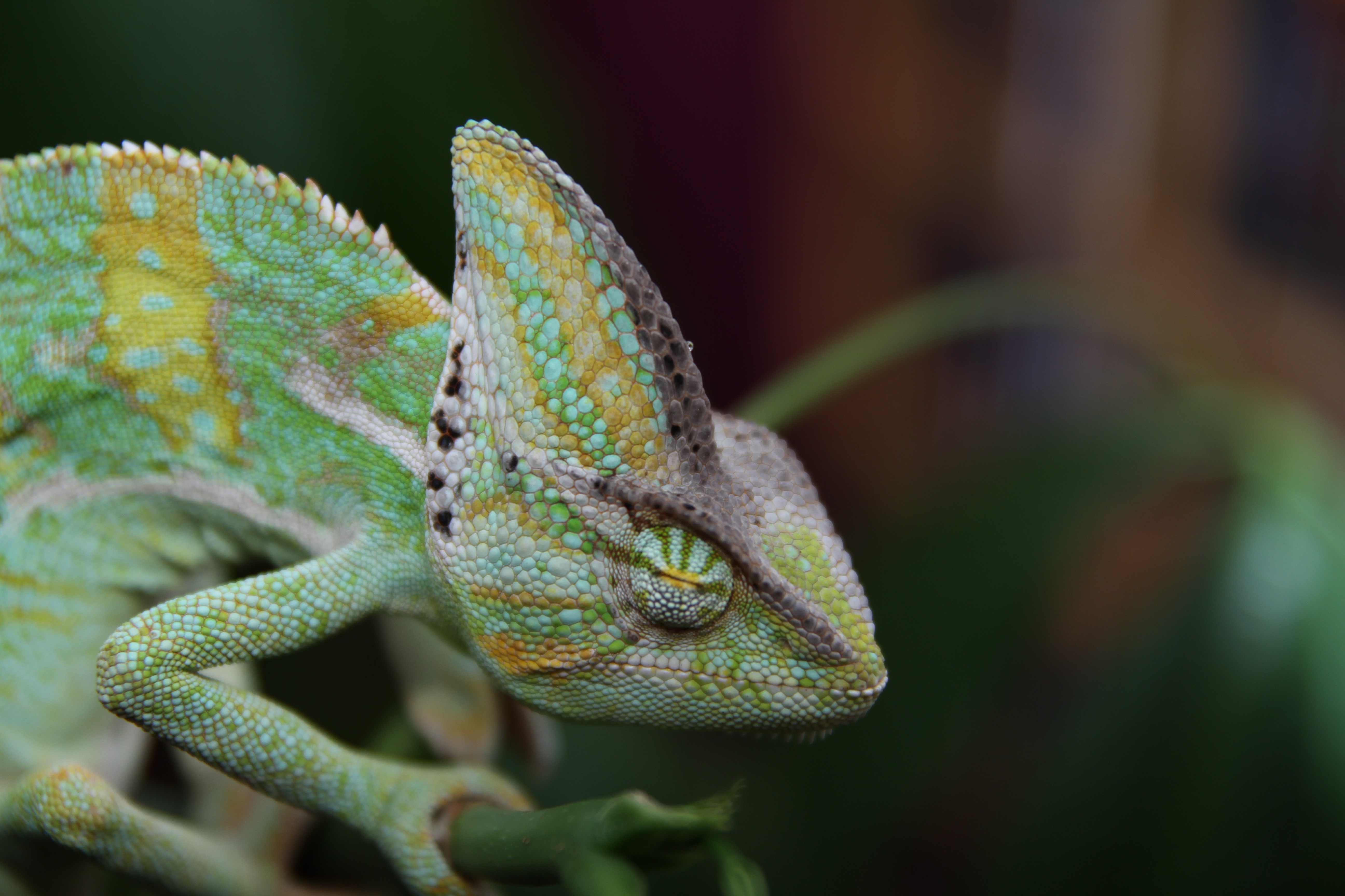 Download mobile wallpaper Chameleon, Reptile, Animals, Color for free.