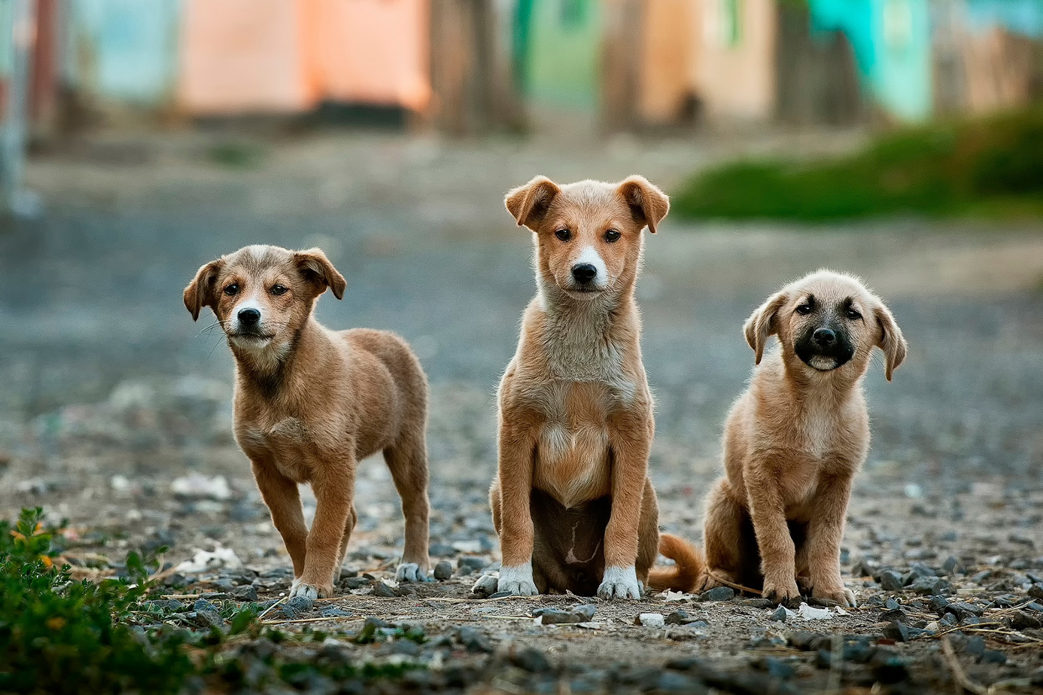 Handy-Wallpaper Welpen, Hunde, Tiere kostenlos herunterladen.