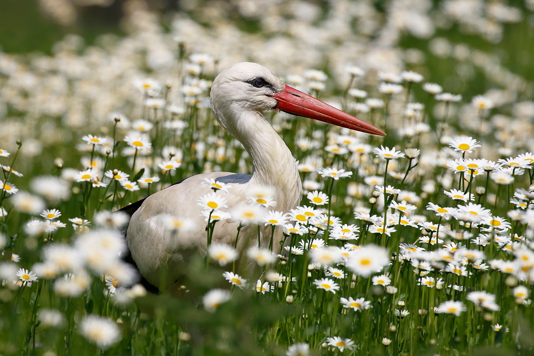 animal, white stork, bird, chamomile, flower, stork, white flower, birds