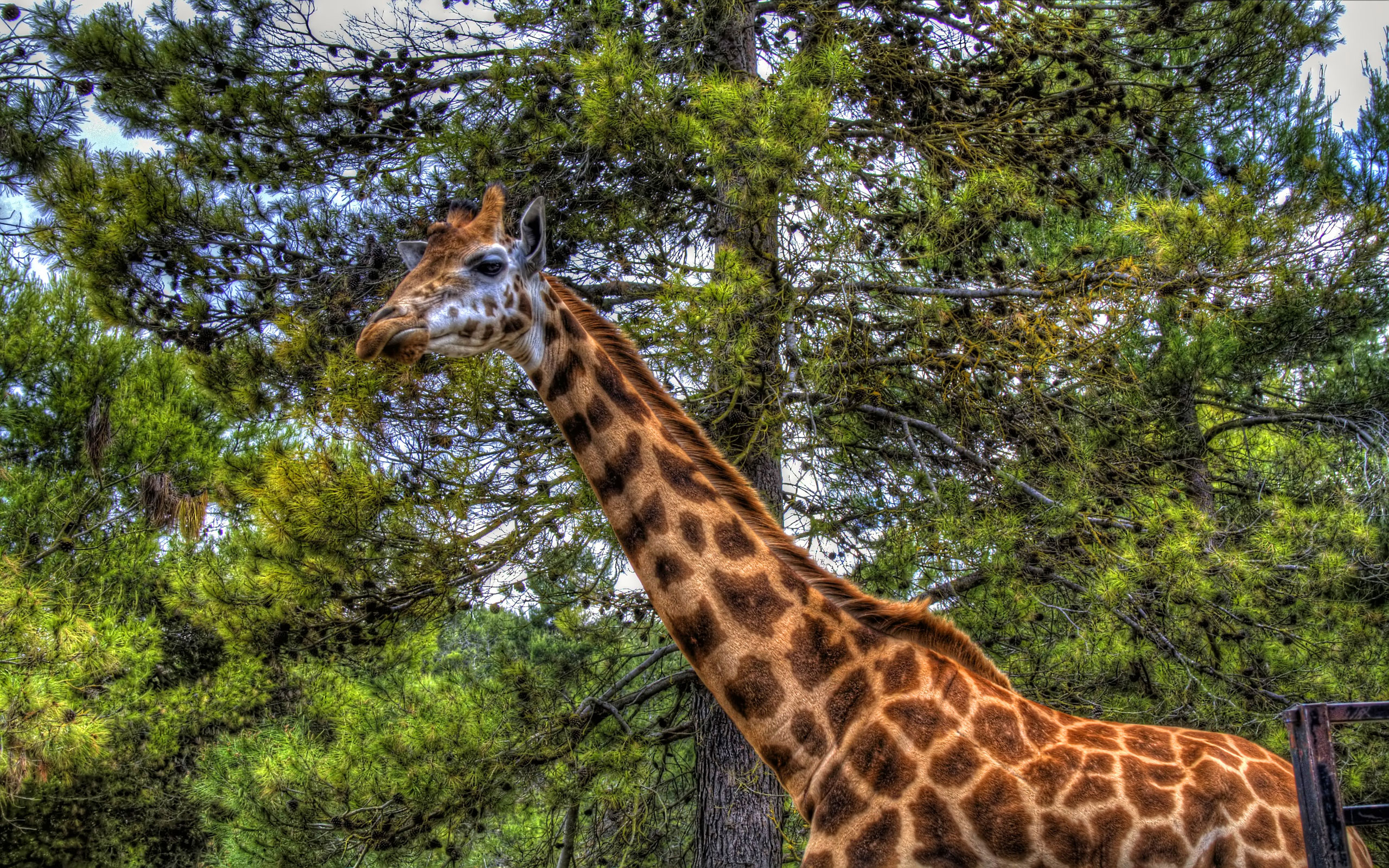 giraffe, animal
