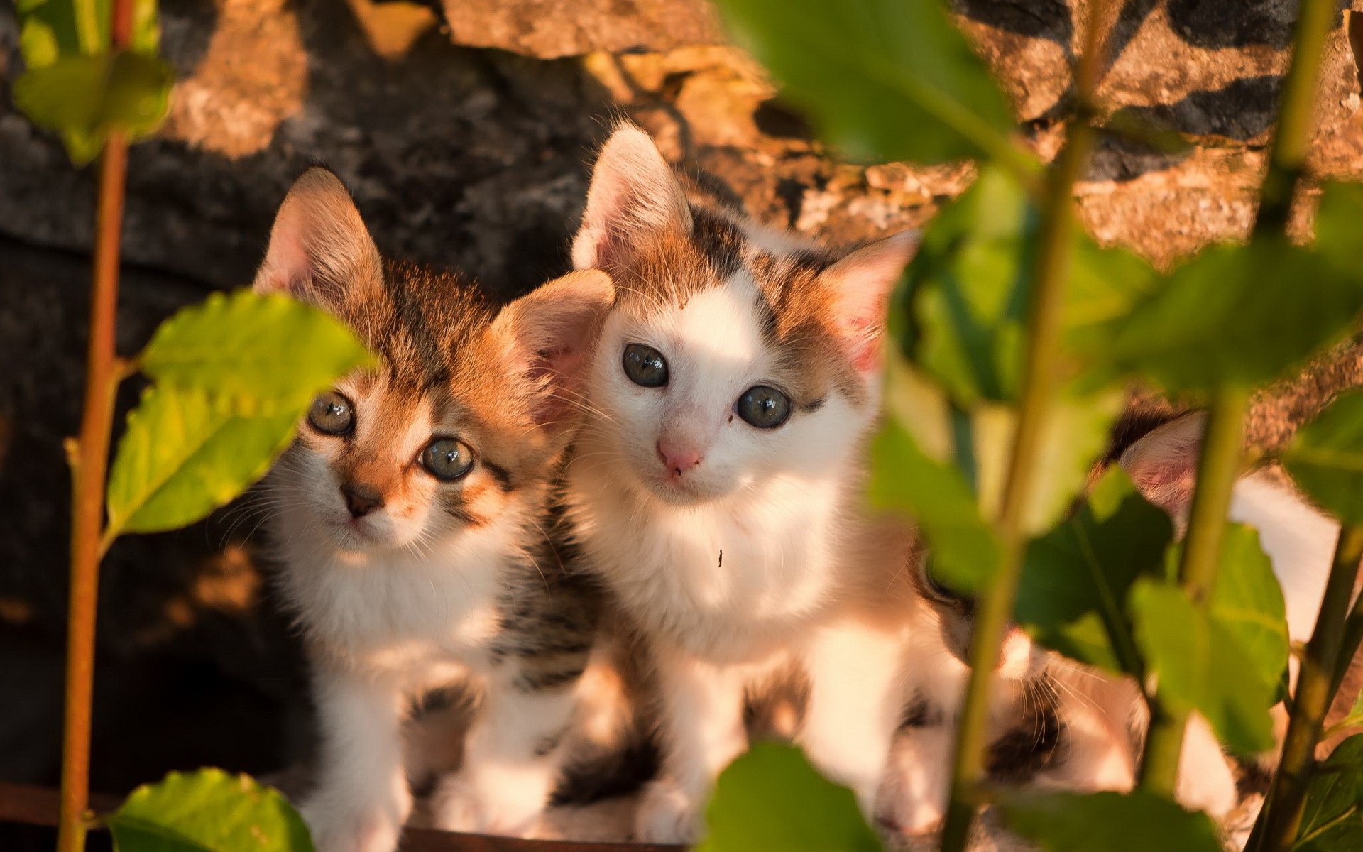 PCデスクトップに動物, ネコ, 猫, 子猫, 可愛い画像を無料でダウンロード