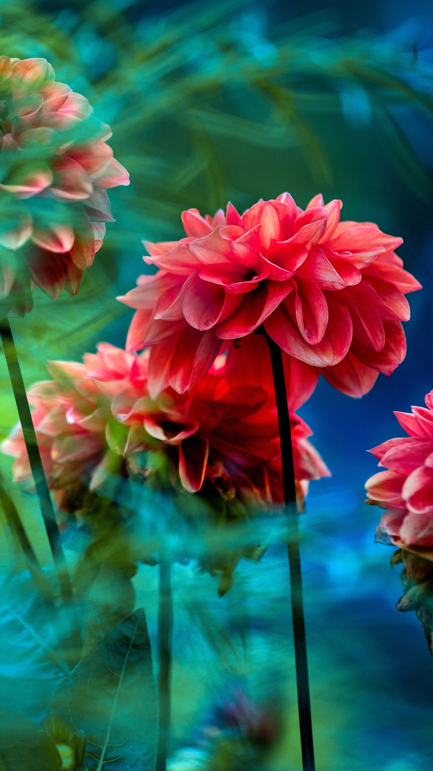 Free download wallpaper Nature, Flowers, Flower, Earth, Dahlia, Red Flower on your PC desktop