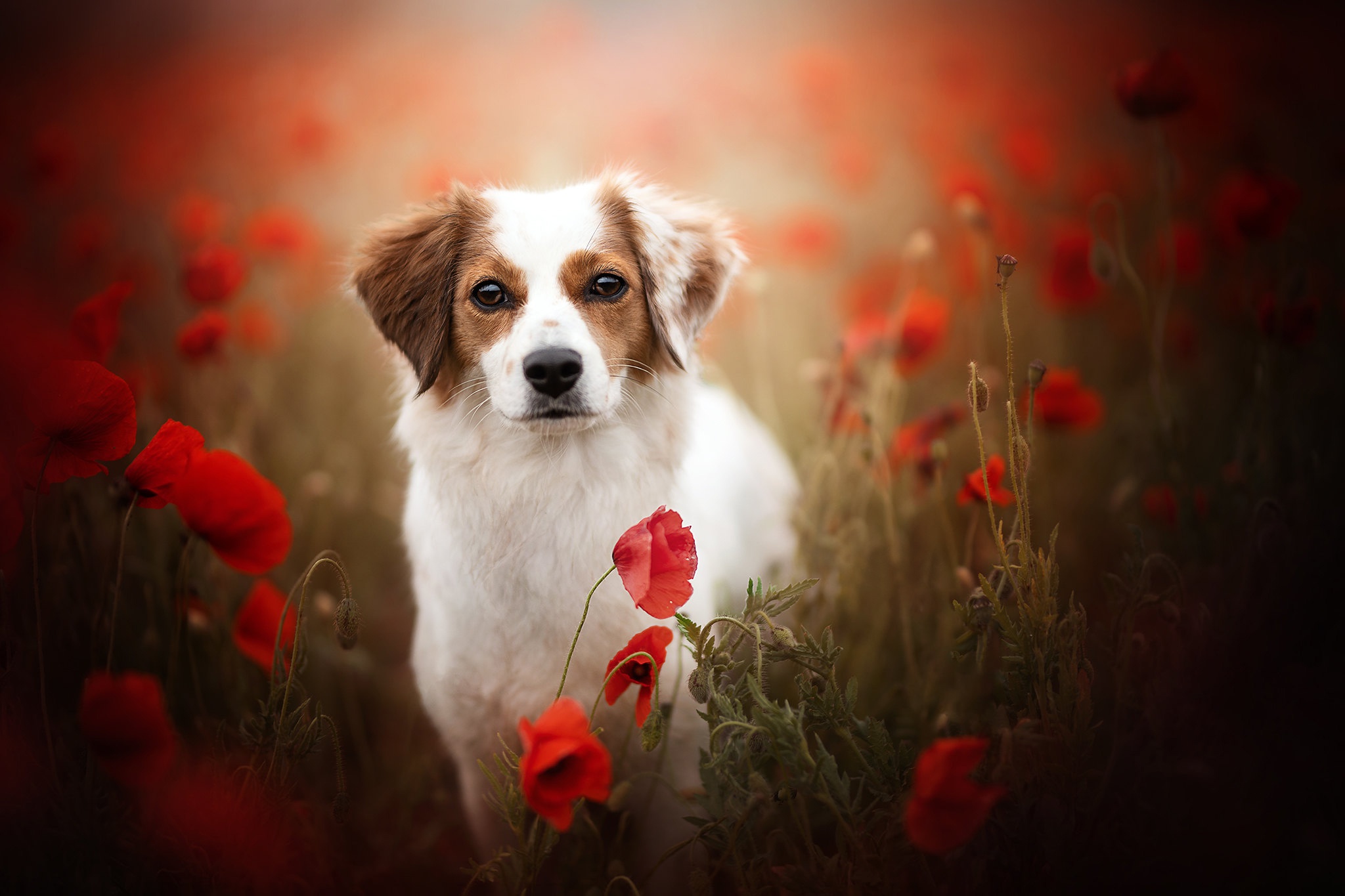 Download mobile wallpaper Dogs, Dog, Animal, Kooikerhondje for free.