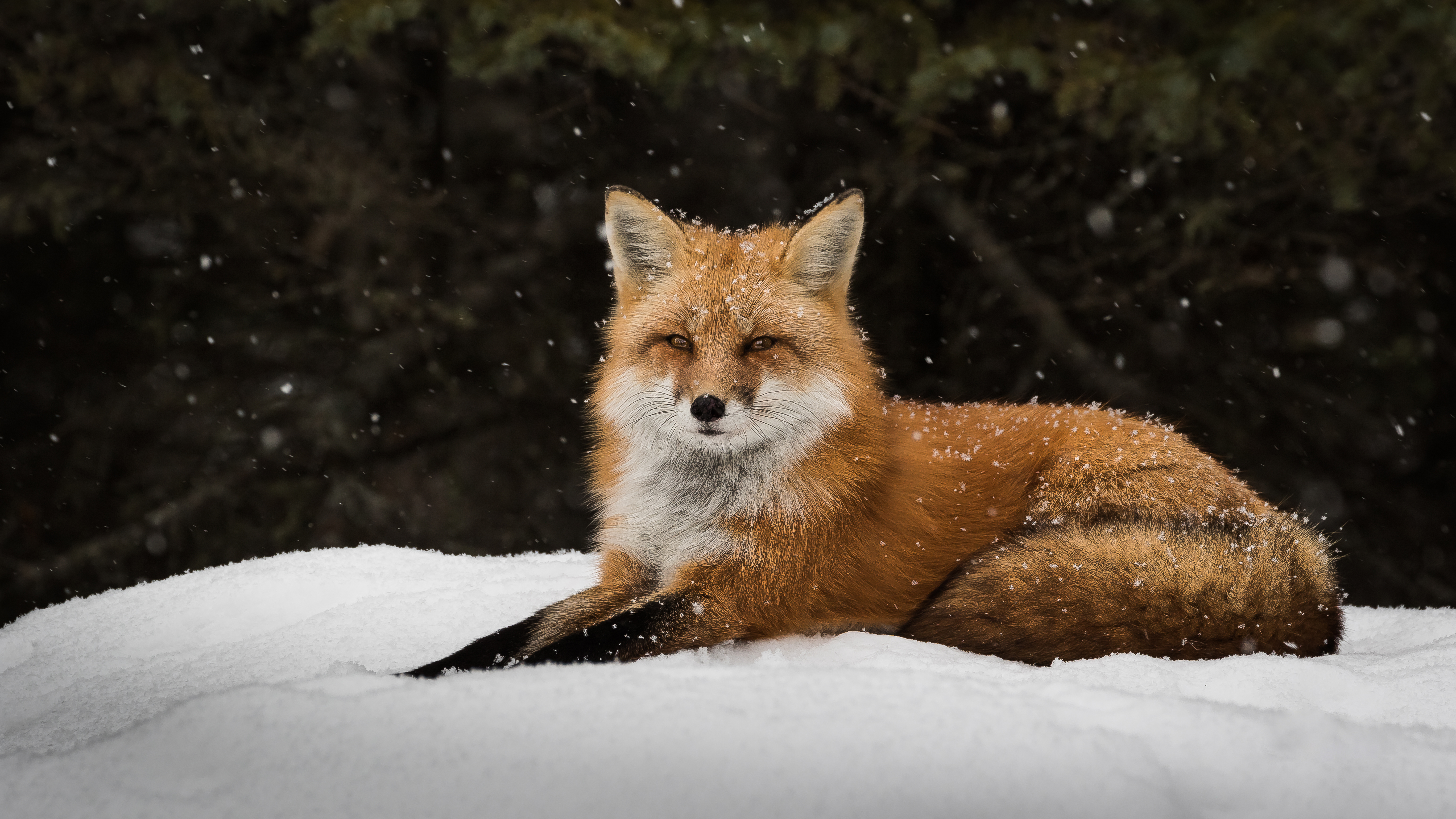 Download mobile wallpaper Winter, Snow, Fox, Animal, Snowfall for free.