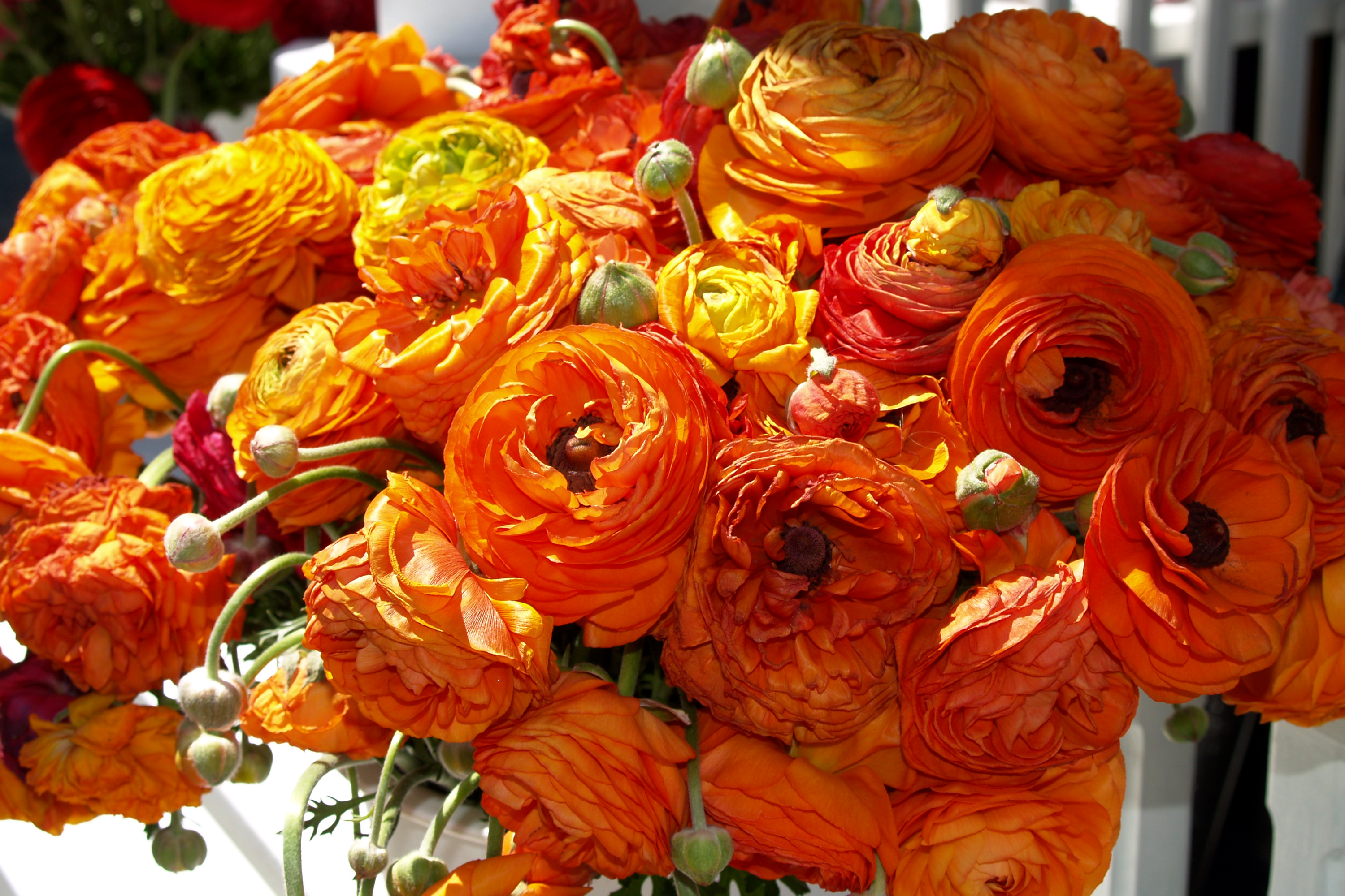 Скачать обои бесплатно Цветок, Земля/природа, Оранжевый Цветок, Ранункула, Флауэрсы картинка на рабочий стол ПК