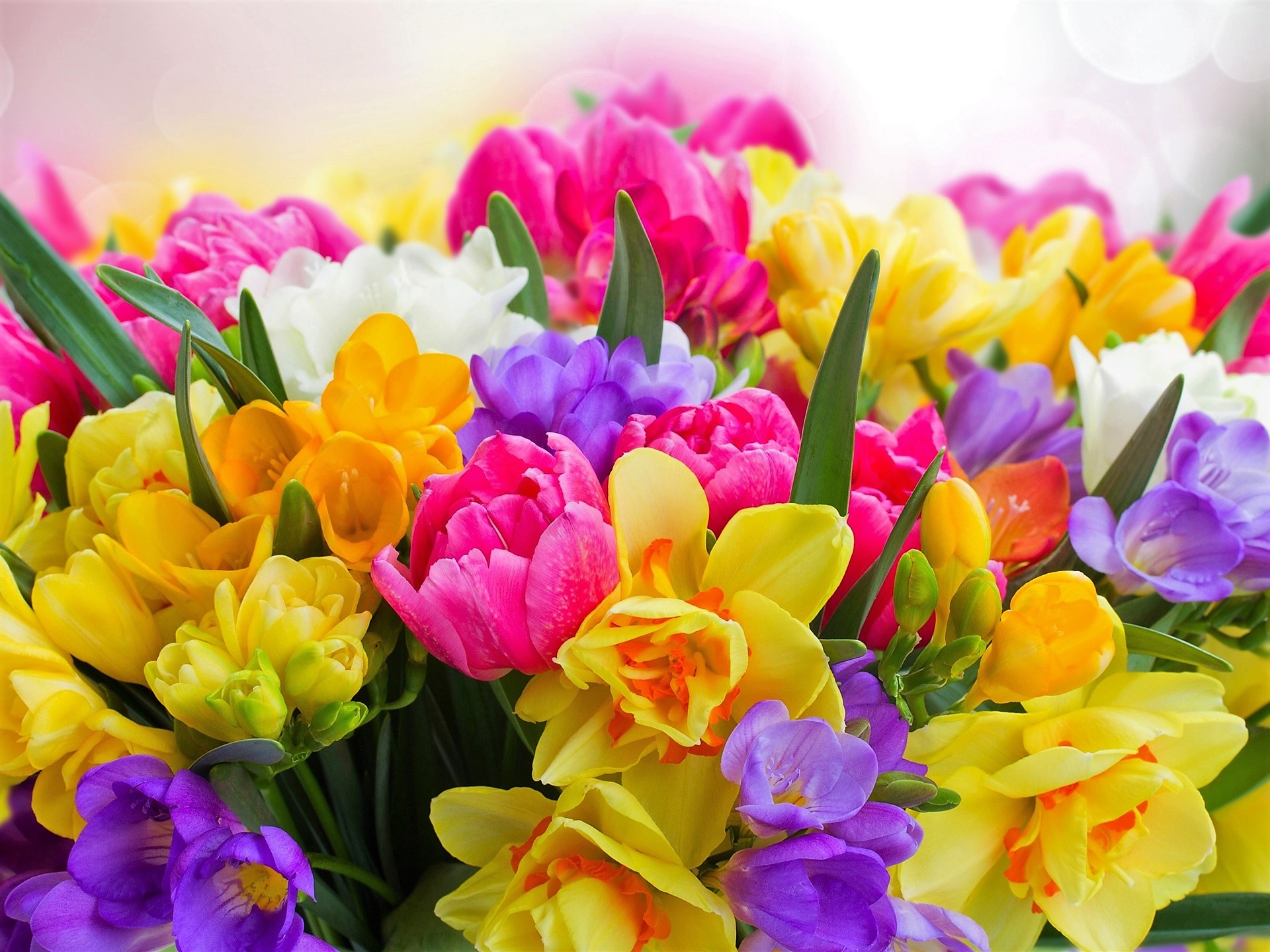 Скачать картинку Цветок, Цвета, Красочный, Весна, Земля/природа, Флауэрсы в телефон бесплатно.