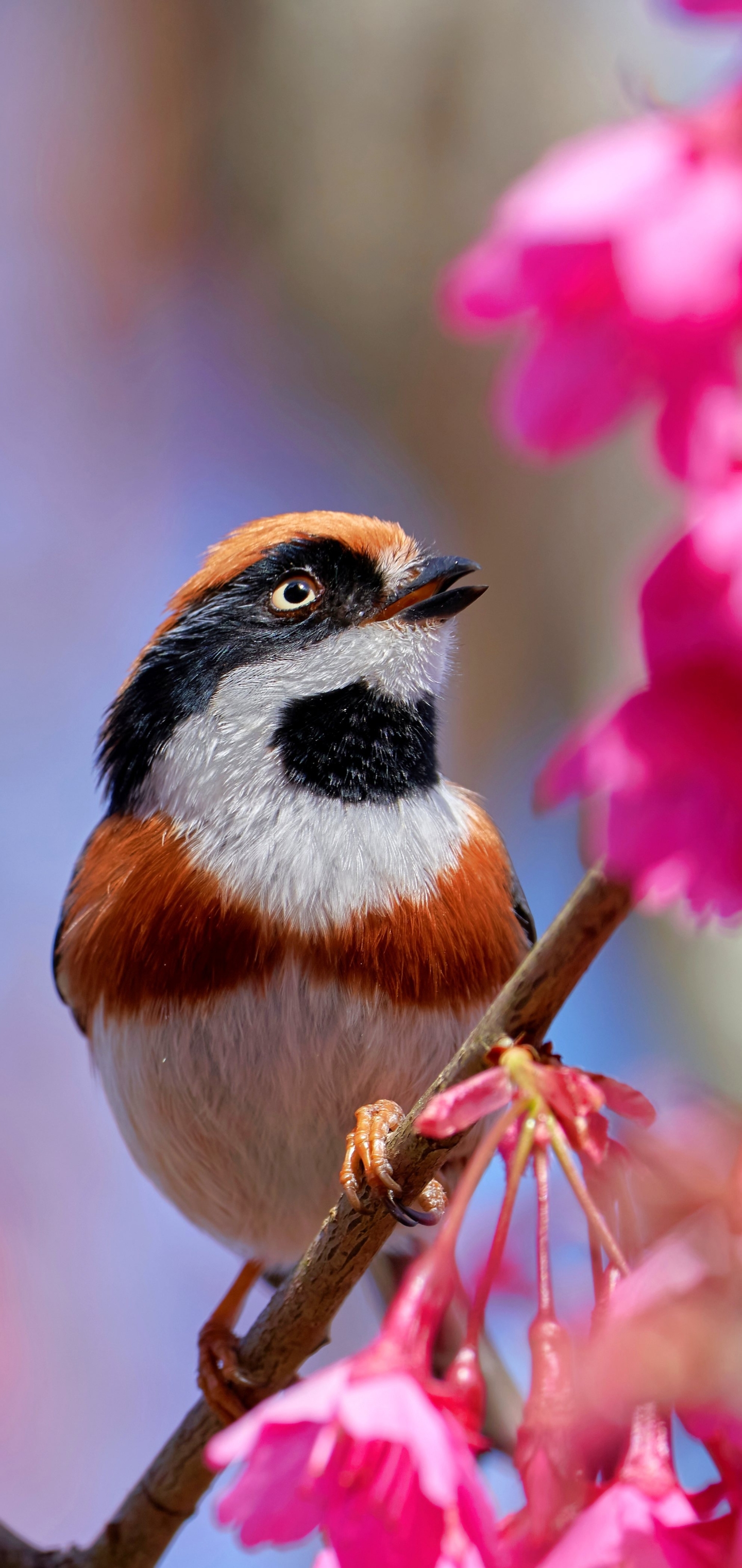 Laden Sie das Tiere, Vögel, Blume, Vogel, Meise, Pinke Blume, Sperling-Bild kostenlos auf Ihren PC-Desktop herunter
