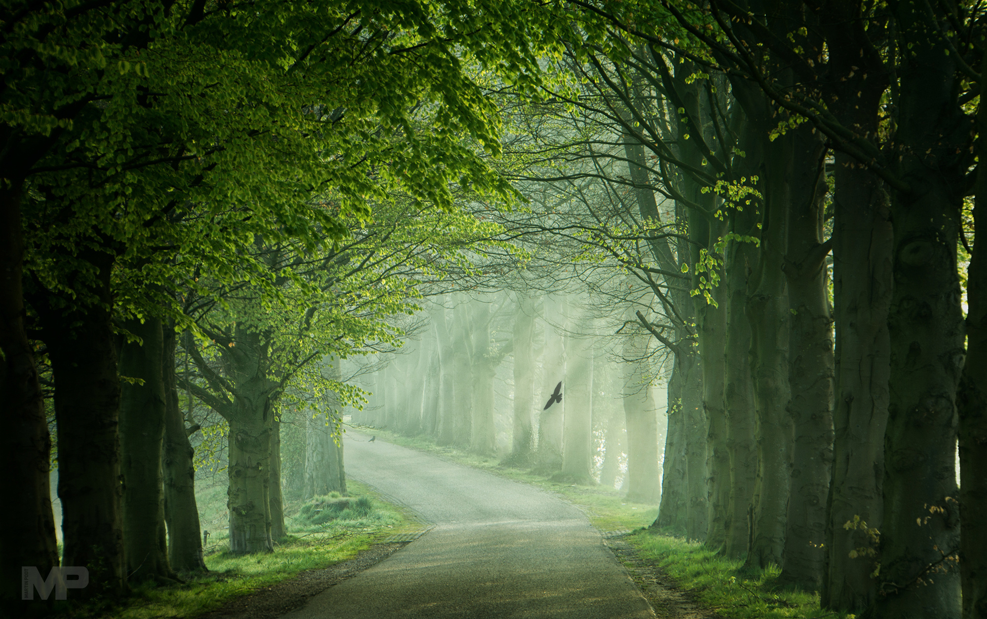 Free download wallpaper Road, Forest, Tree, Fog, Man Made on your PC desktop