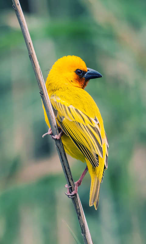 Baixar papel de parede para celular de Animais, Aves, Pássaro gratuito.